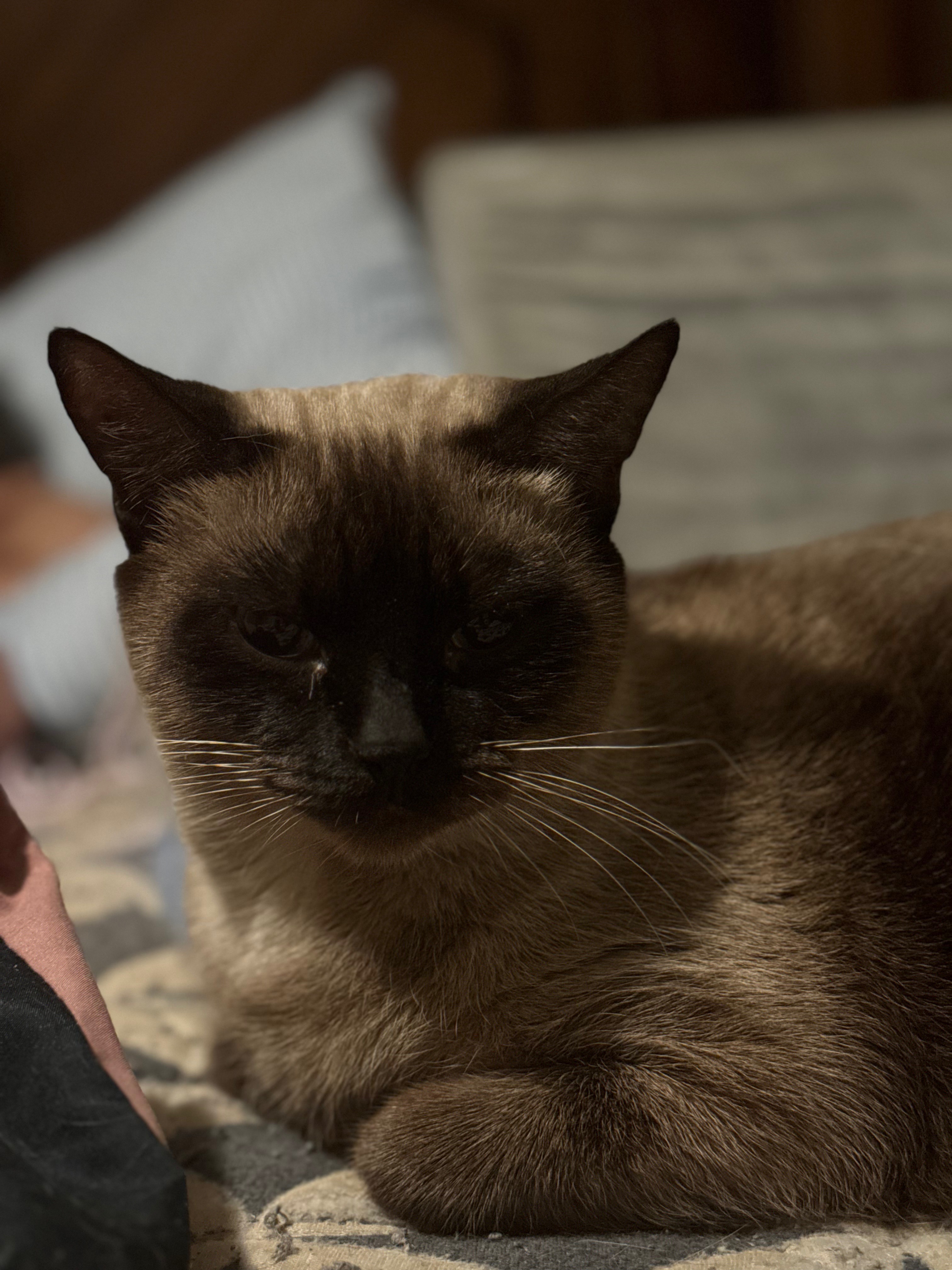 Ally Needs Us: Help Fund Her Vet Visits campaign photo, 4 of 6