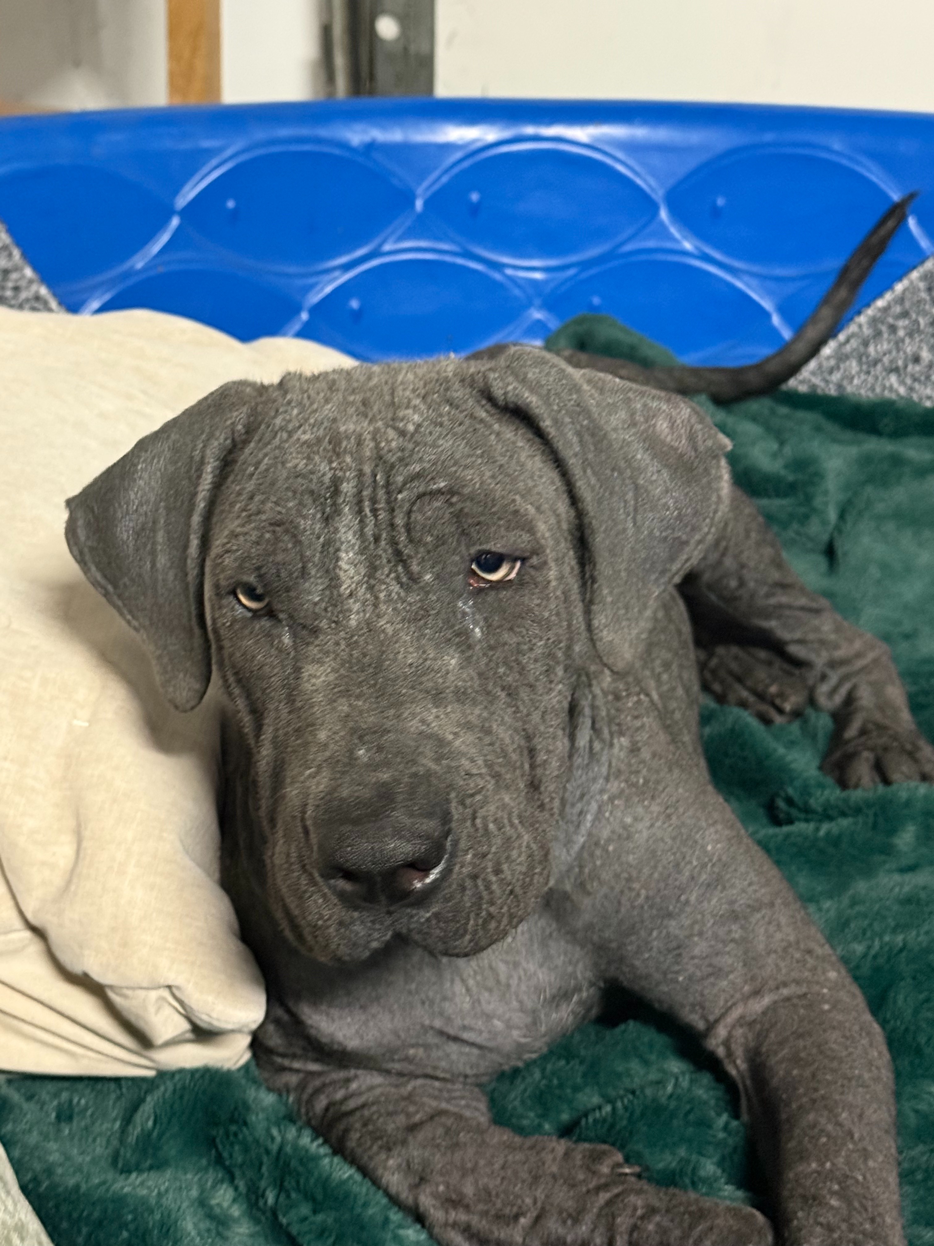 Urgent Help Needed for Dumped 5-Month Puppy campaign photo, 4 of 5