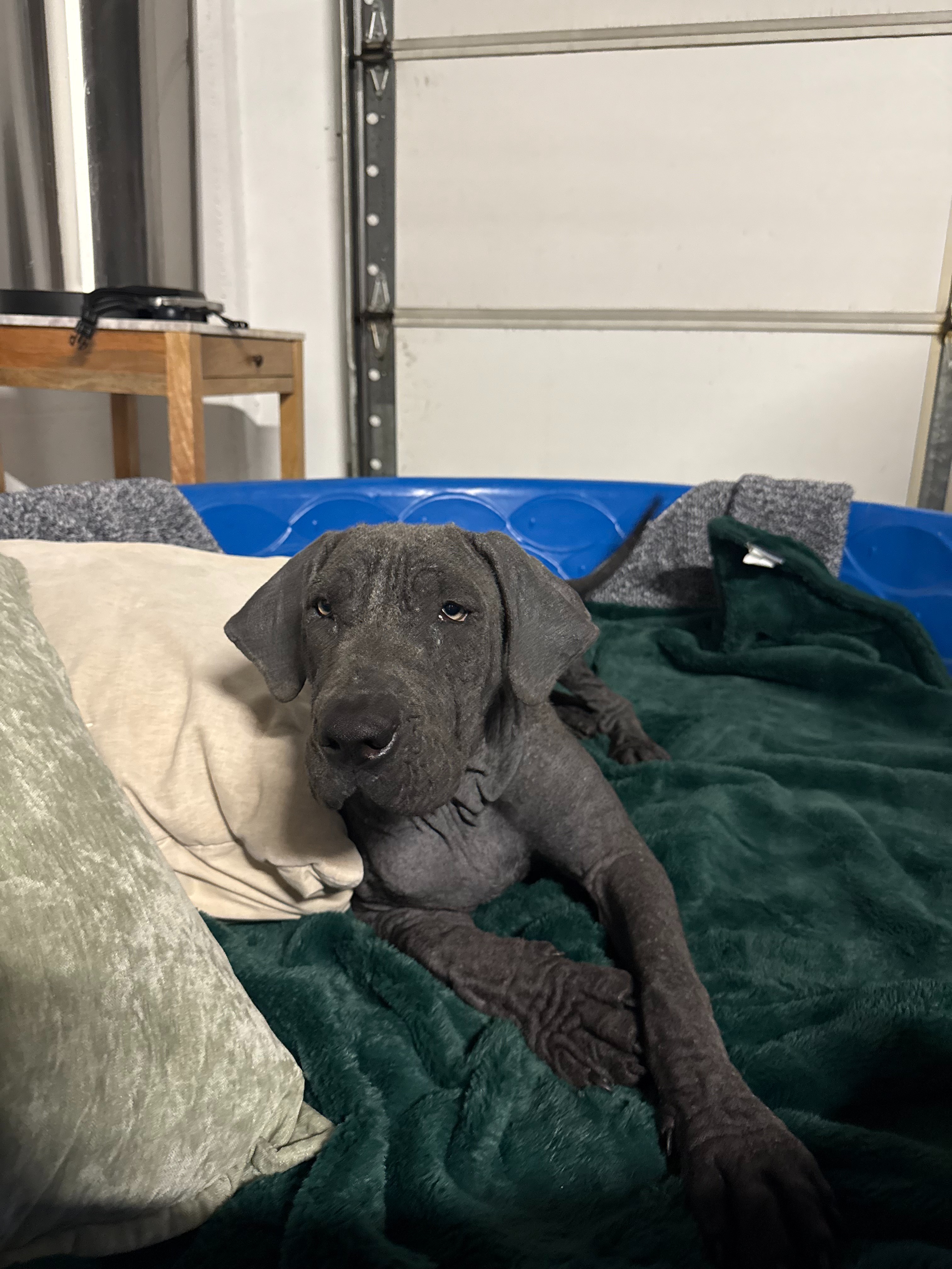 Urgent Help Needed for Dumped 5-Month Puppy campaign photo, 2 of 5