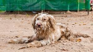 Paws of Hope campaign photo, 4 of 8