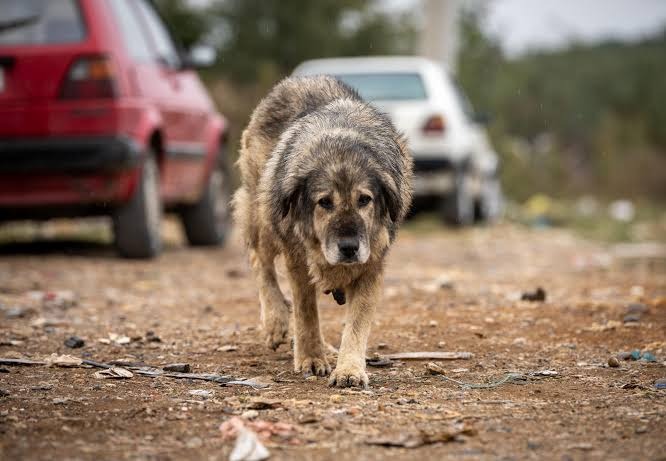 Paws of Hope campaign photo, 6 of 8