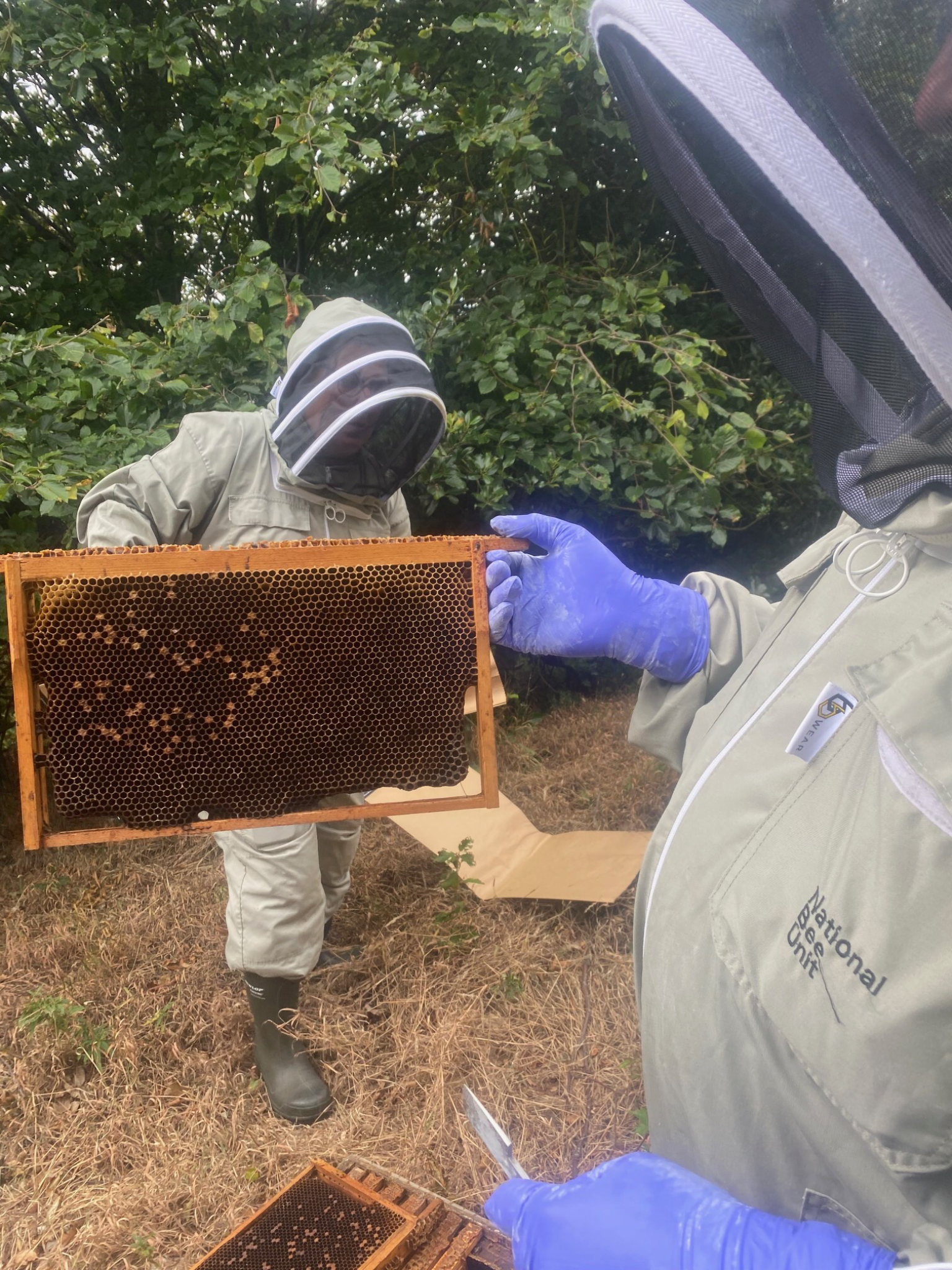 Please Help me Rebuild and secure my Beekeeping career. campaign photo, 2 of 7