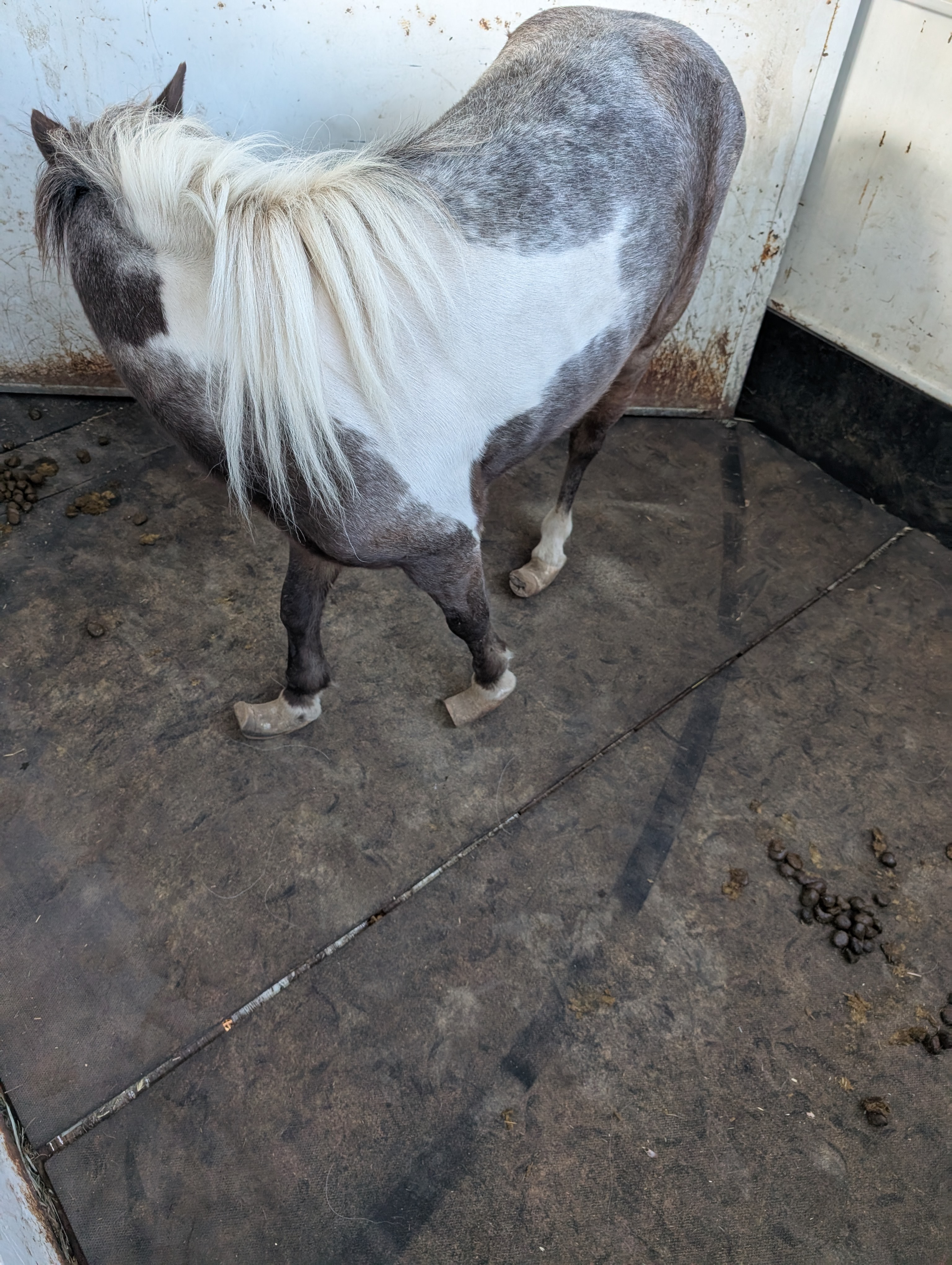 Save Emma: Emergency Hoof and Rehab Fund campaign photo, 4 of 5