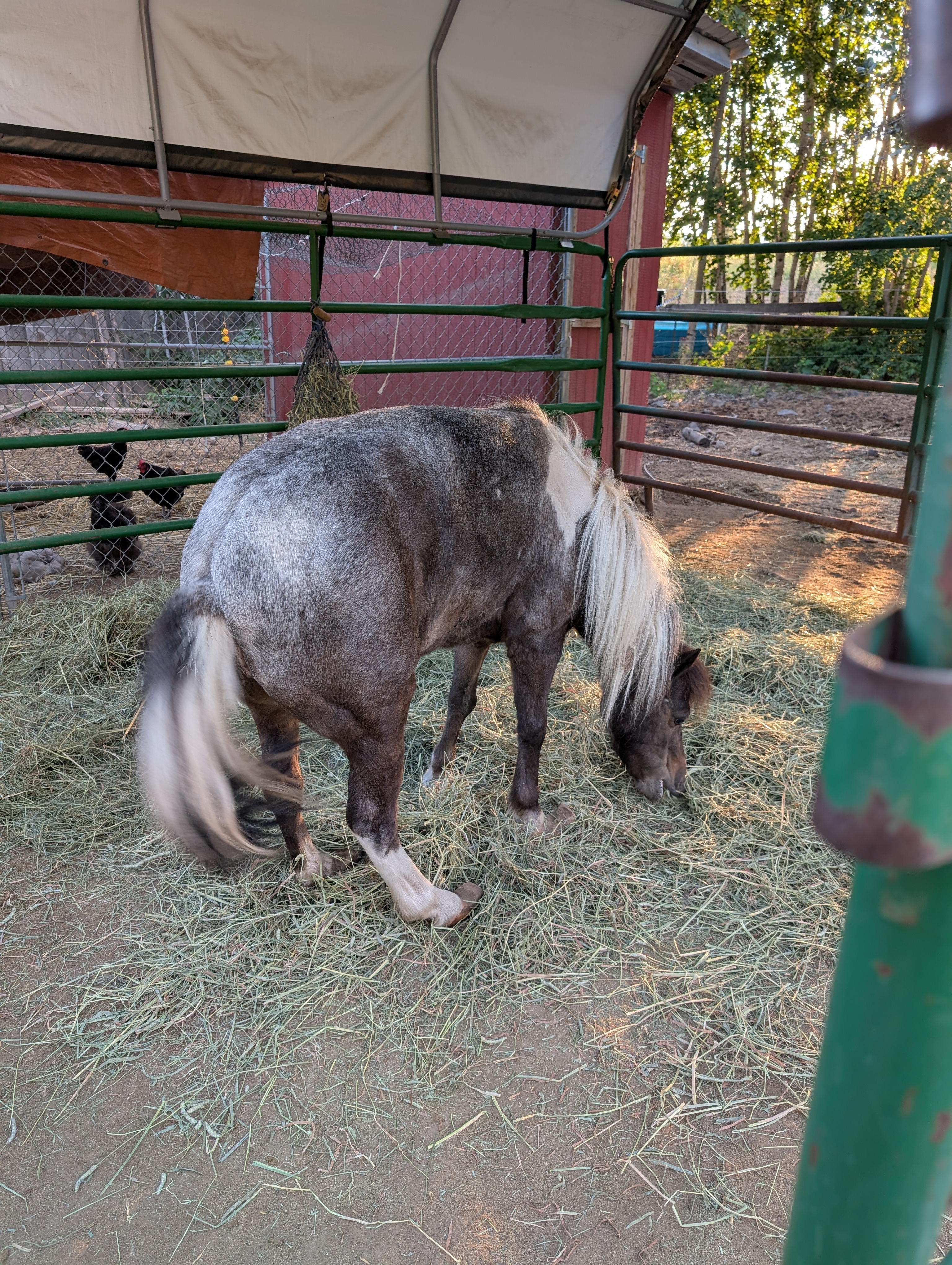 Save Emma: Emergency Hoof and Rehab Fund campaign photo, 2 of 5
