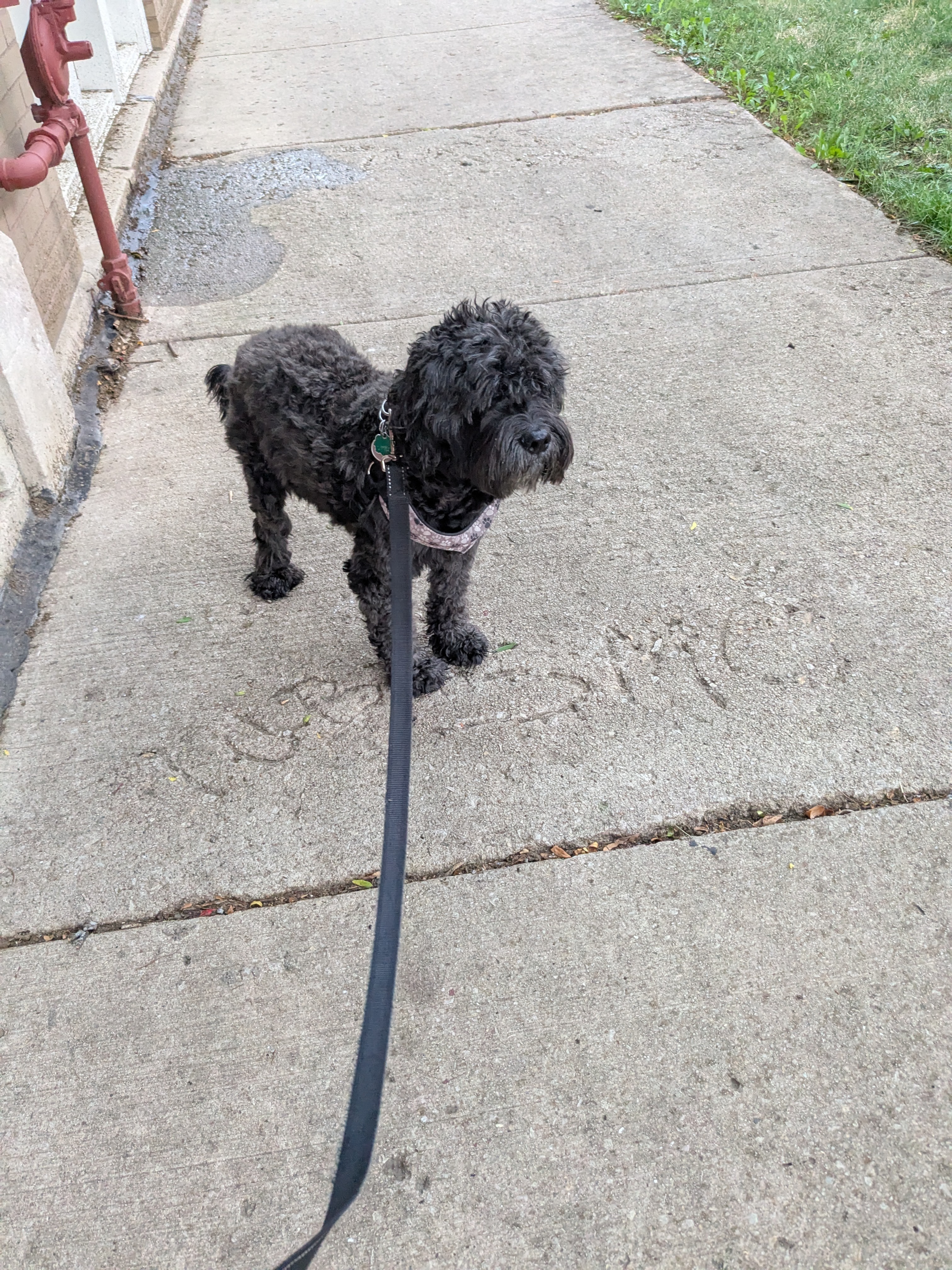 Bruno's Medical Need: $600 for Surgery campaign photo, 6 of 7
