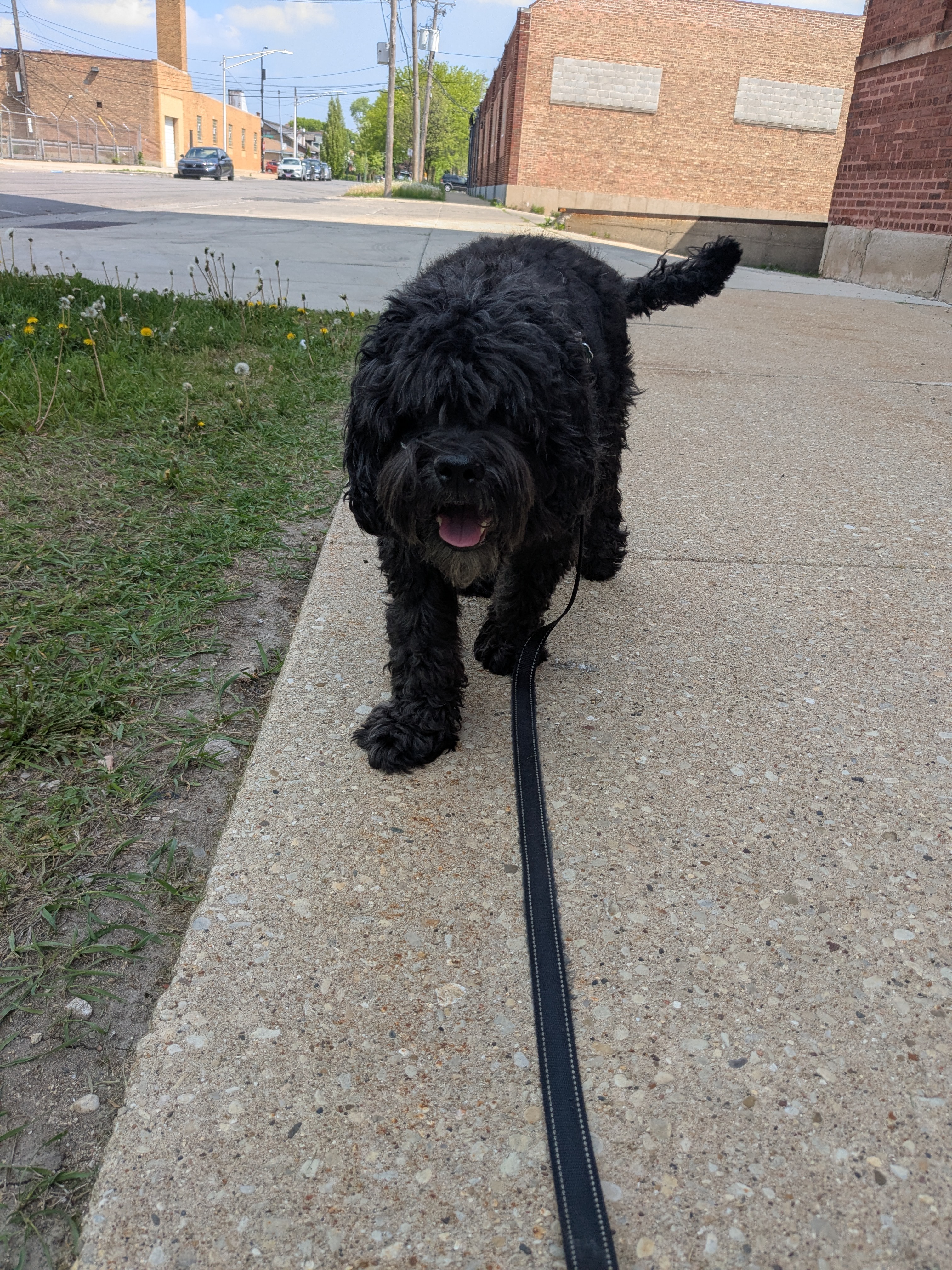 Bruno's Medical Need: $600 for Surgery campaign photo, 2 of 7