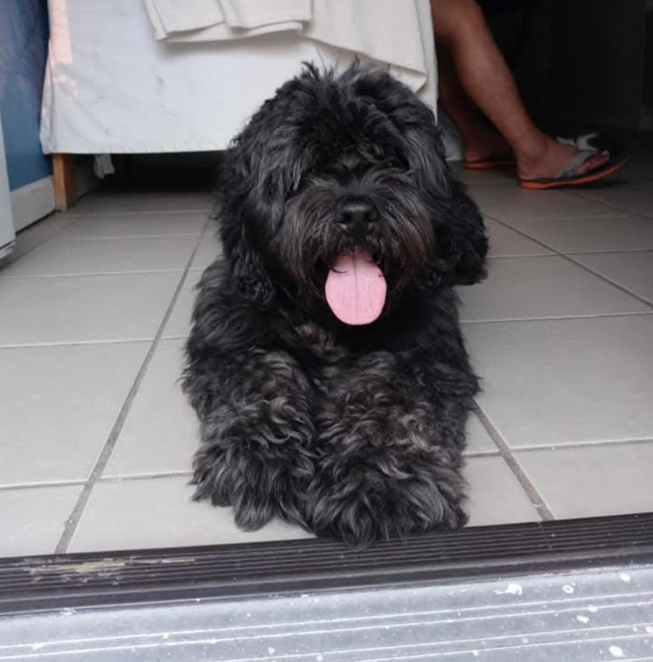 Bruno's Medical Need: $600 for Surgery campaign photo, 4 of 7