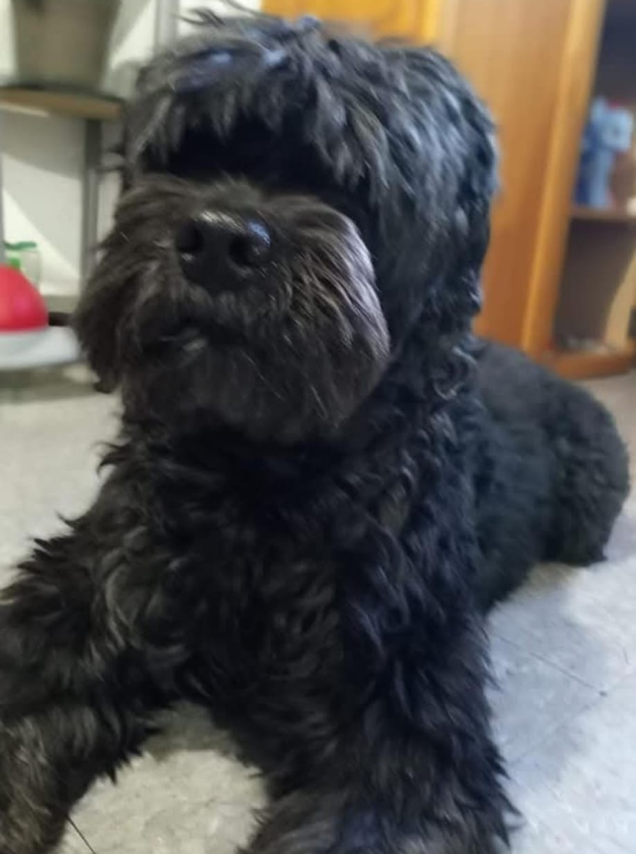 Bruno's Medical Need: $600 for Surgery campaign photo, 5 of 7