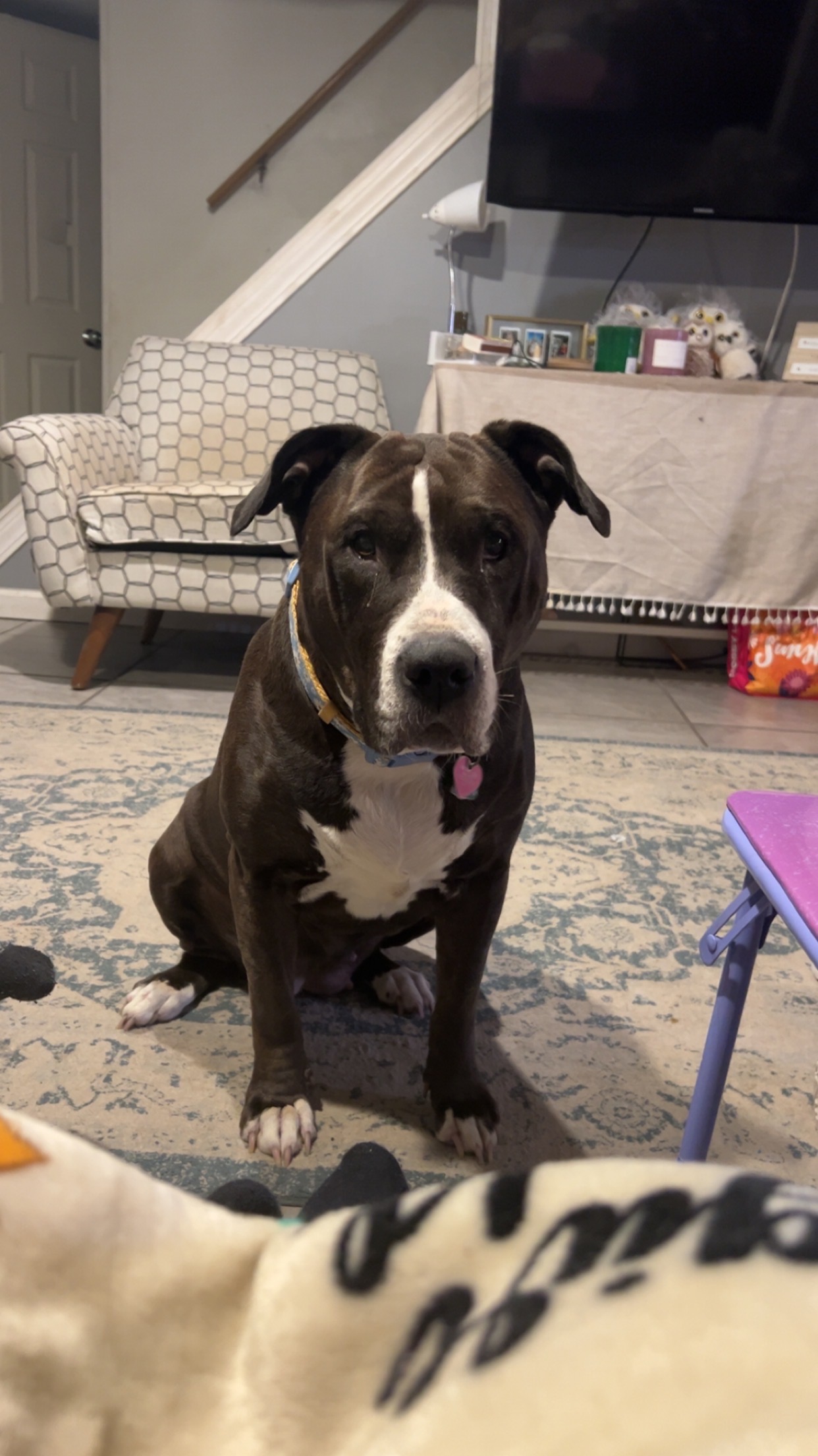 Help Us Save Juliet – Our Sweet Family Dog campaign photo, 7 of 8