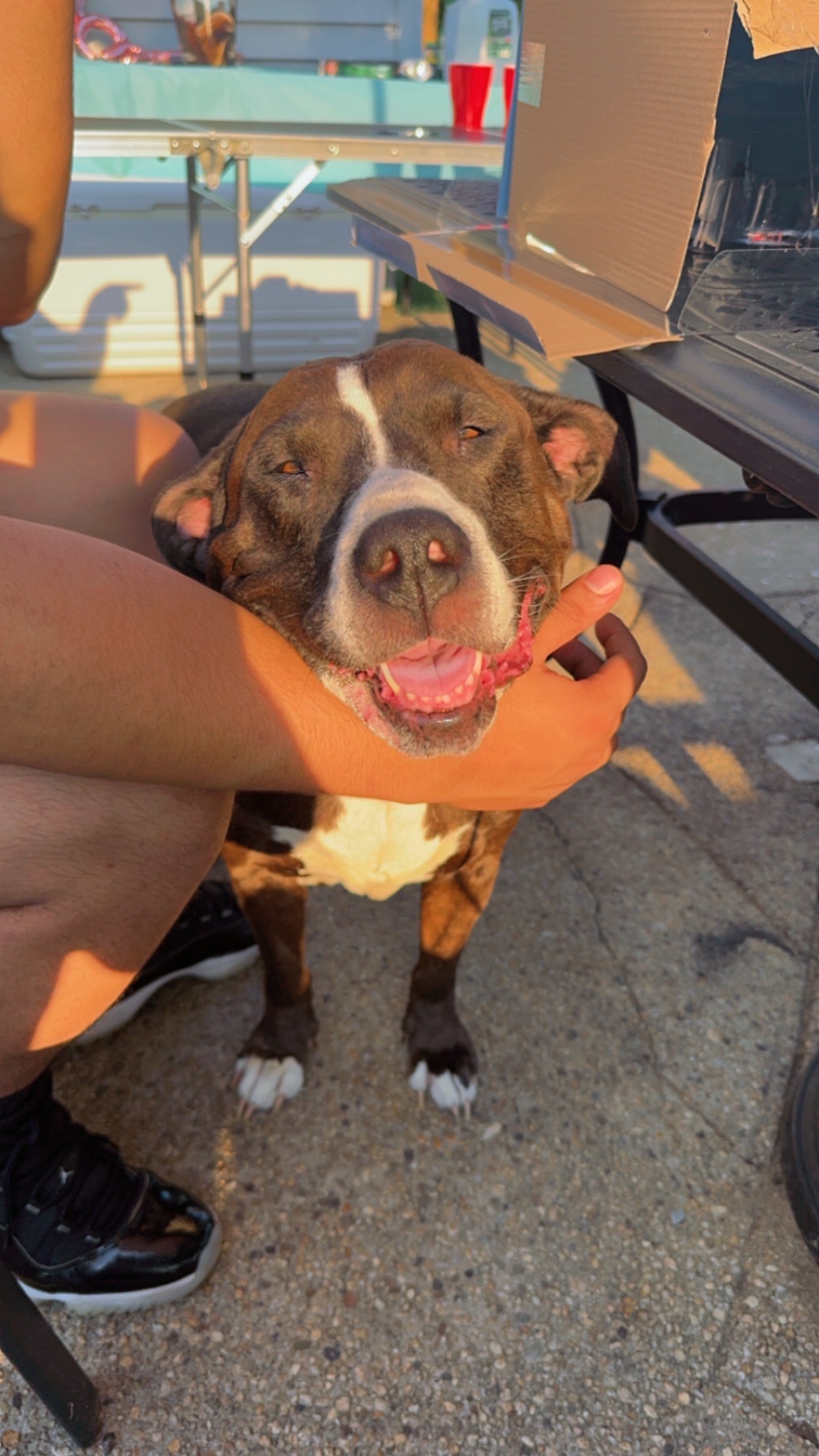 Help Us Save Juliet – Our Sweet Family Dog campaign photo, 2 of 8