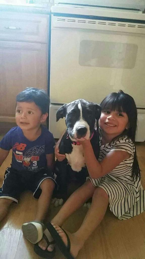 Help Us Save Juliet – Our Sweet Family Dog campaign photo, 4 of 8