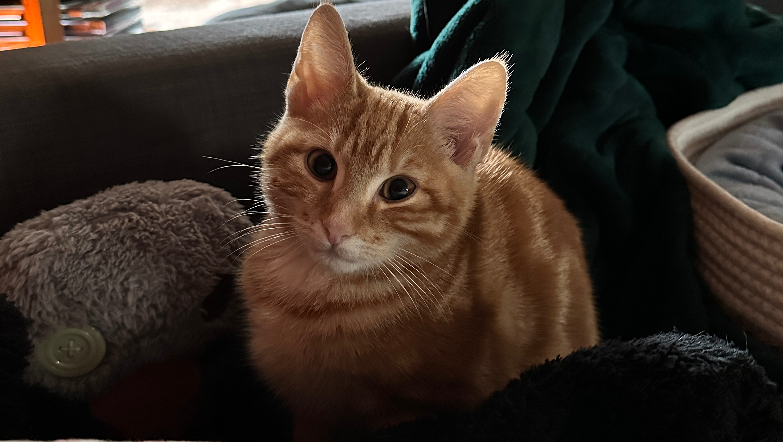 George his vet bills ❤️ photo