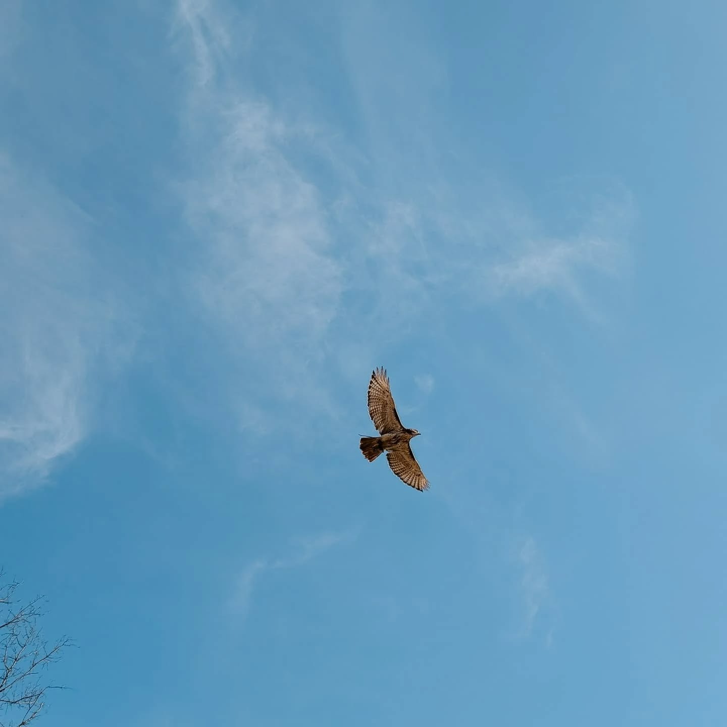 Help for a falconer and family in need campaign photo, 2 of 4