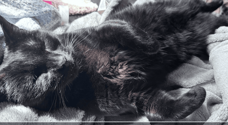 User-uploaded image 1