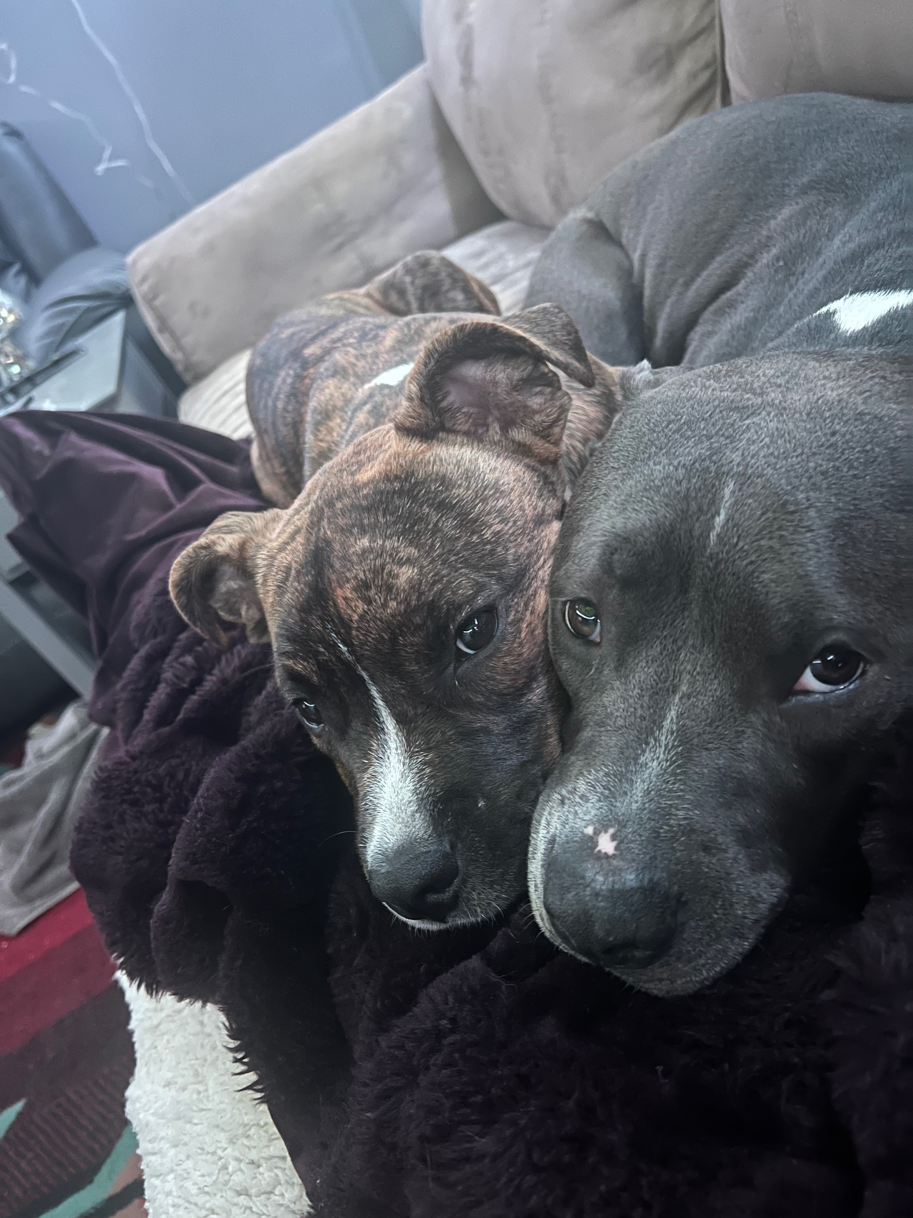 Helping Pitties in the City in Artemis’ Memory campaign photo, 7 of 8