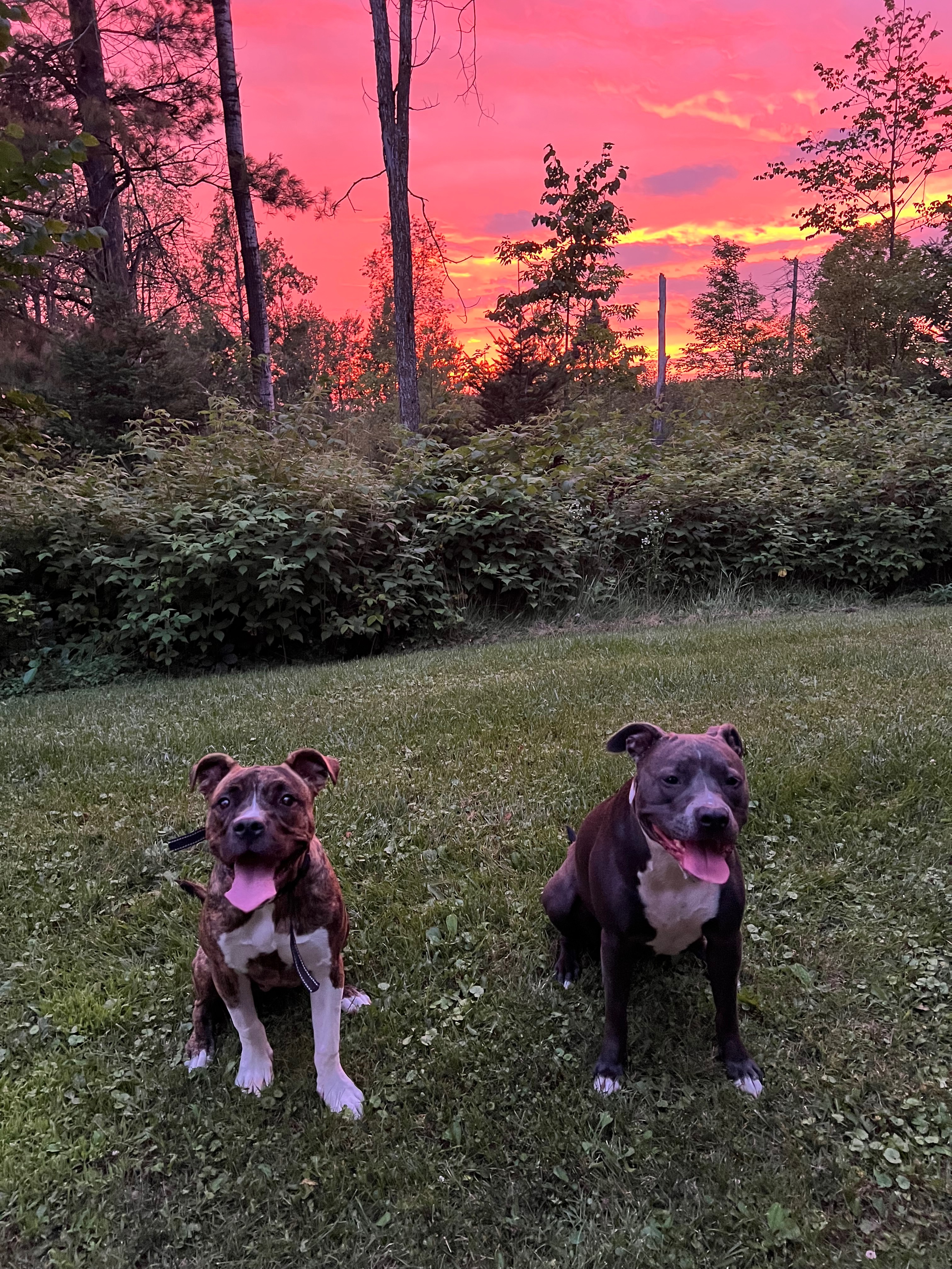 Helping Pitties in the City in Artemis’ Memory campaign photo, 5 of 8