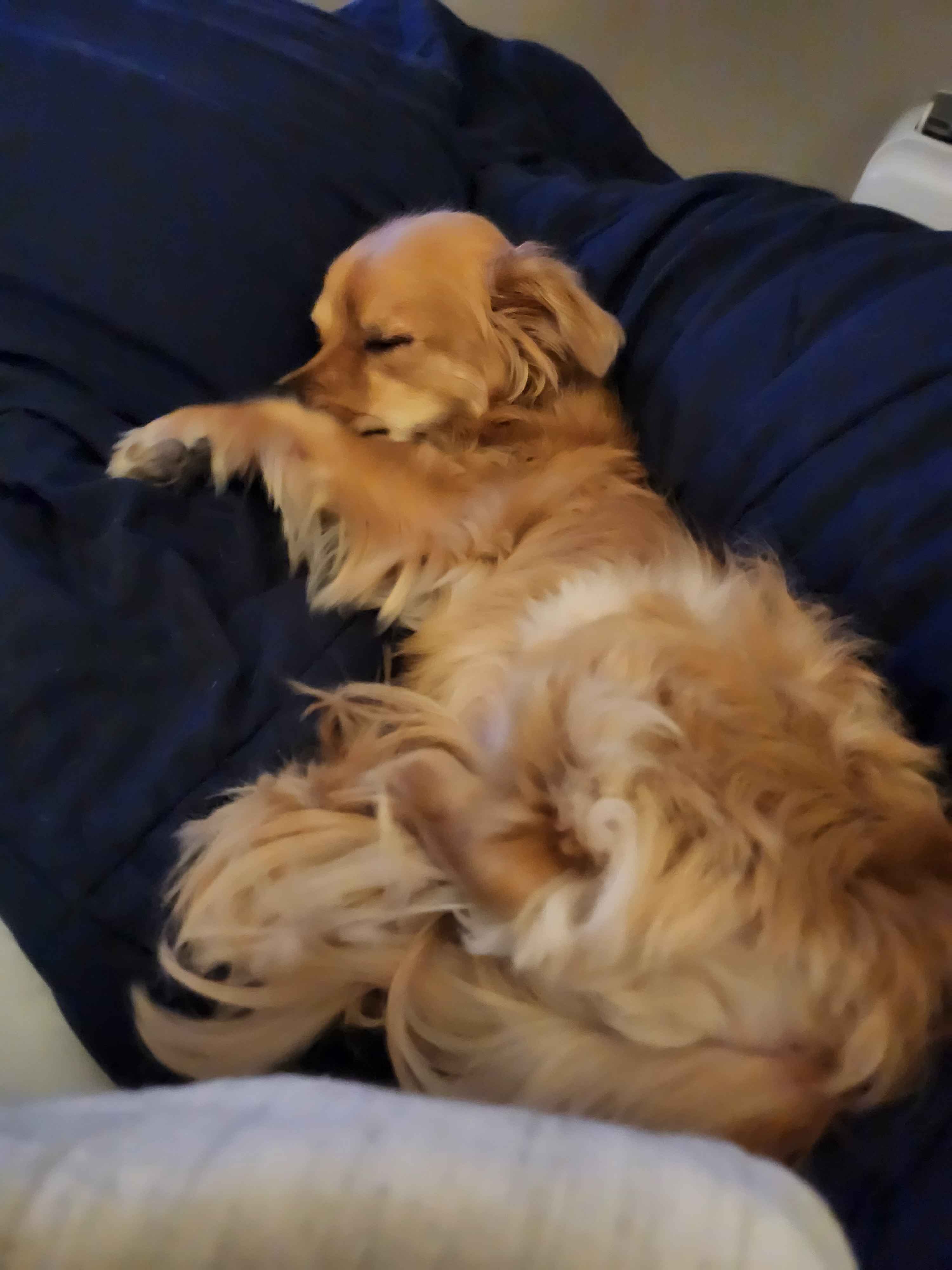 Nos, my dog, needs emergency surgery campaign photo, 2 of 8