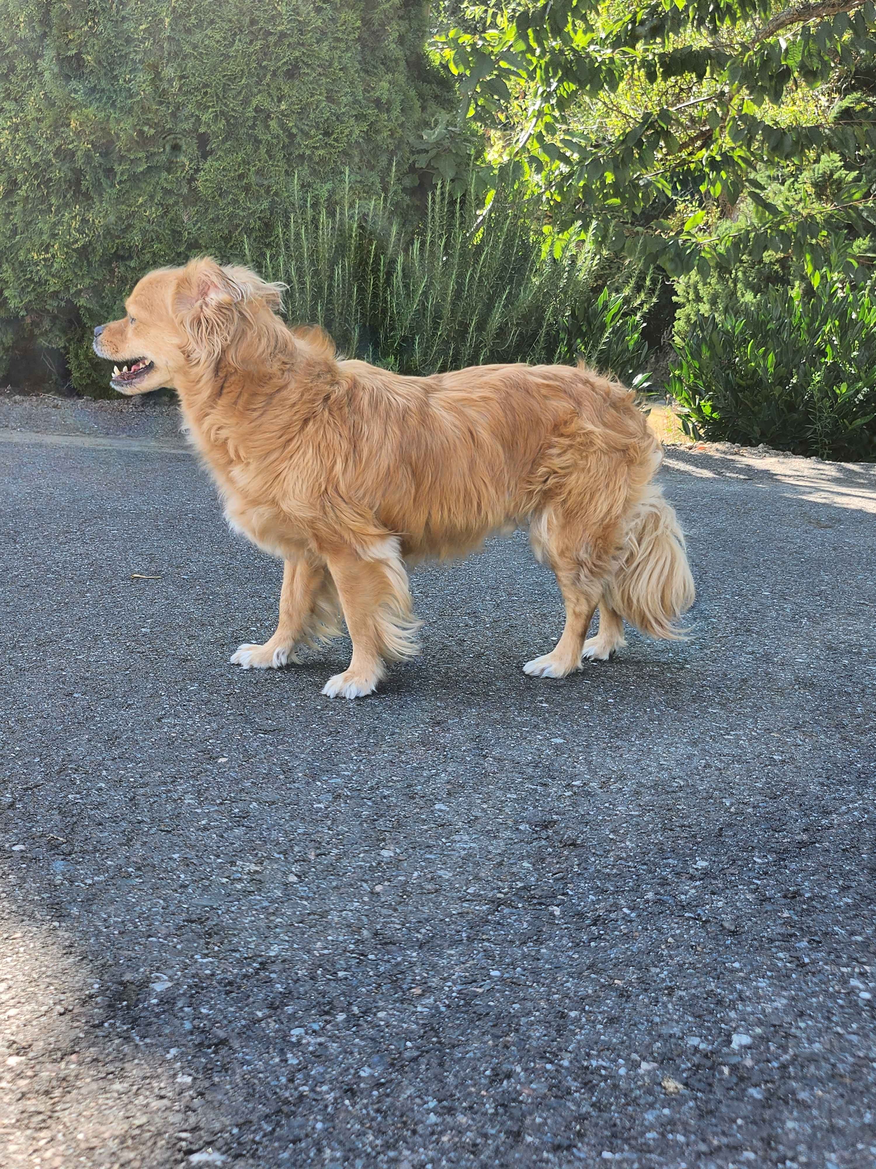 Nos, my dog, needs emergency surgery campaign photo, 4 of 8