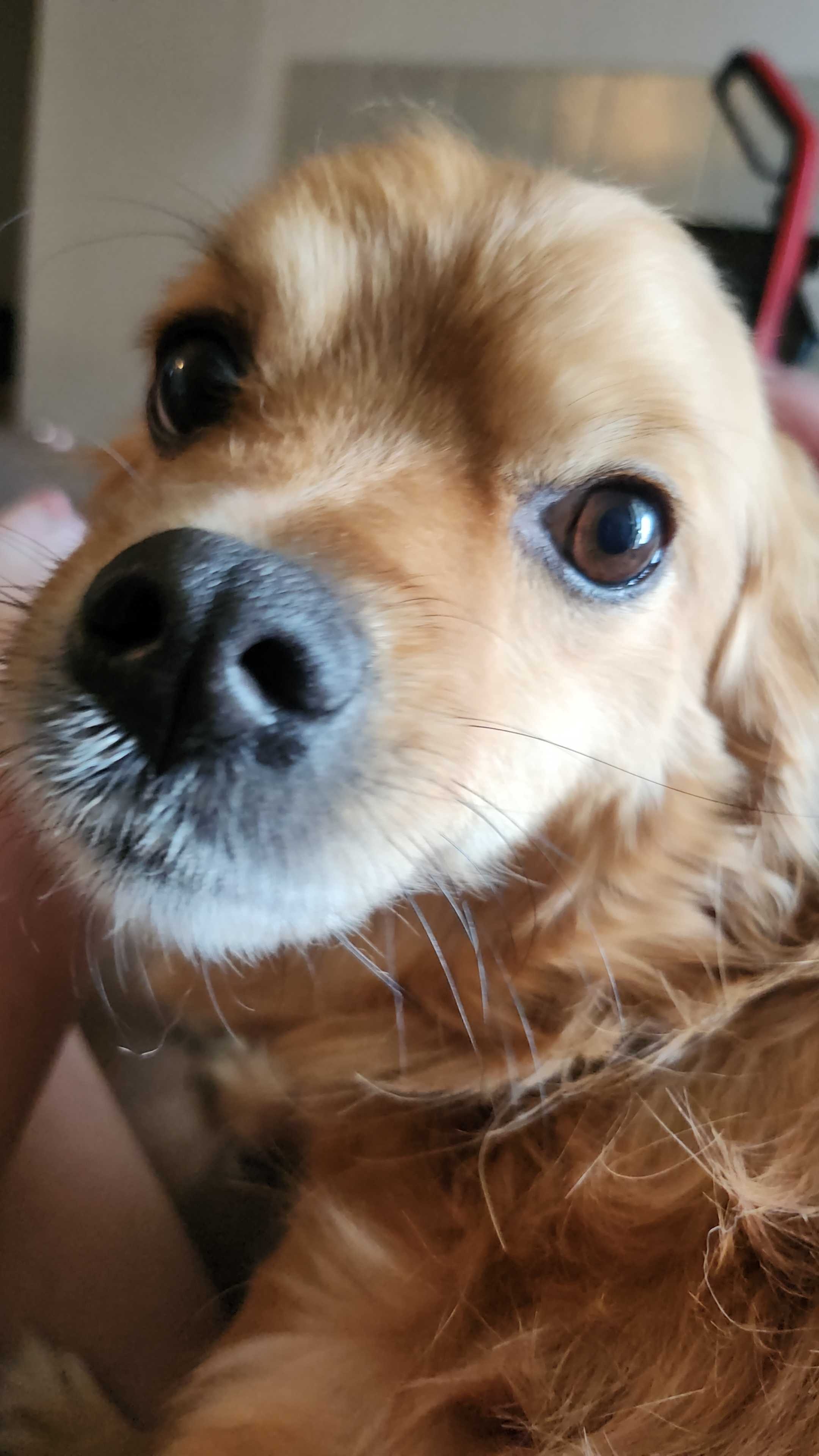 Nos, my dog, needs emergency surgery campaign photo, 5 of 8