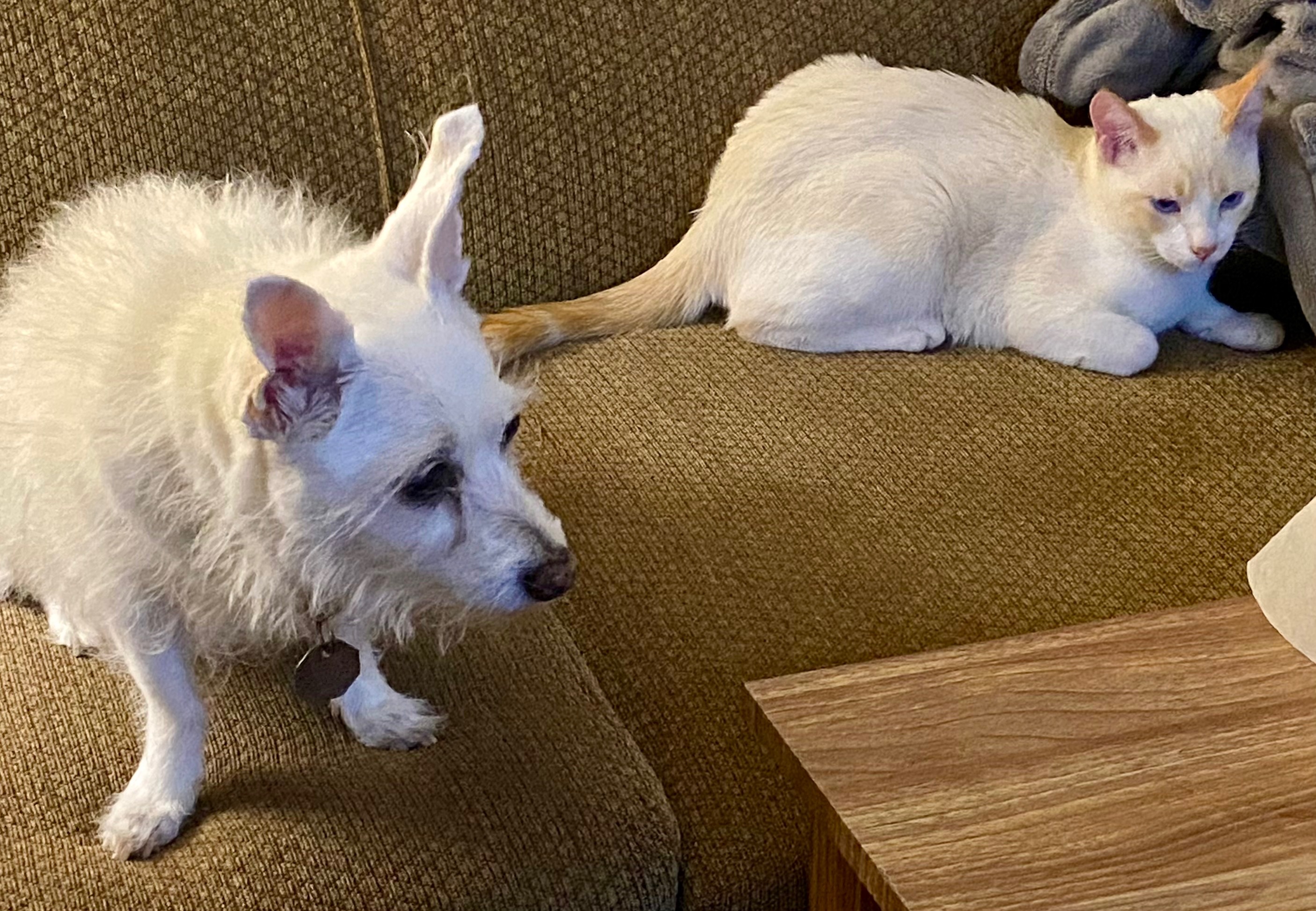 User-uploaded image 1