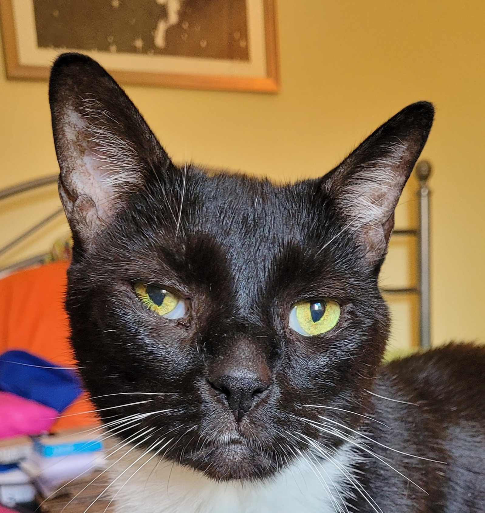 Help Rami Get the Second Eye Surgery He Needs campaign photo, 2 of 6