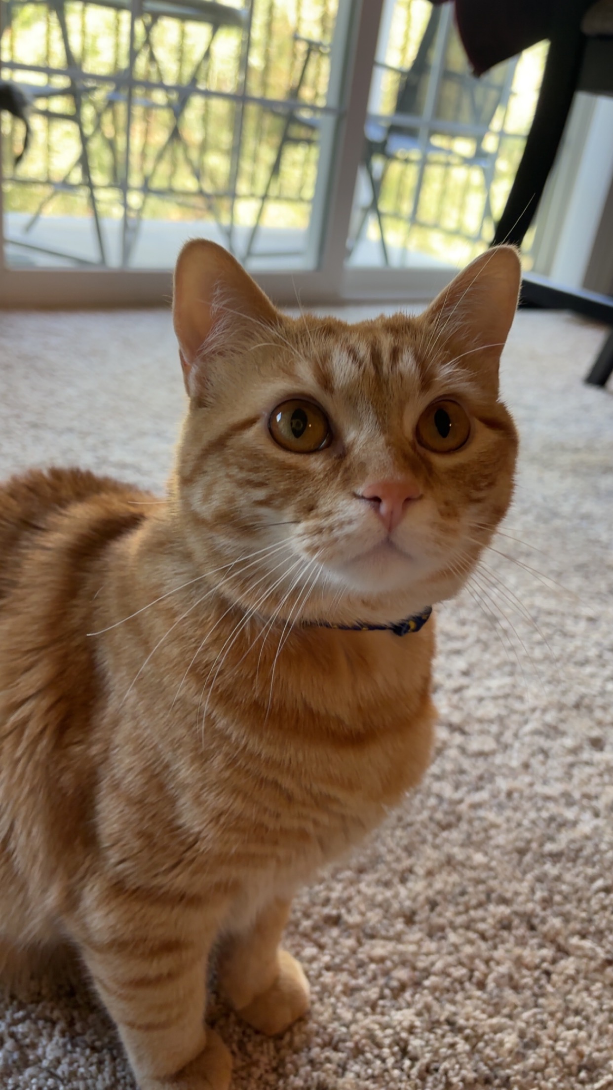 Help Save Chupete: Emergency Care for My Baby Boy campaign photo, 6 of 7