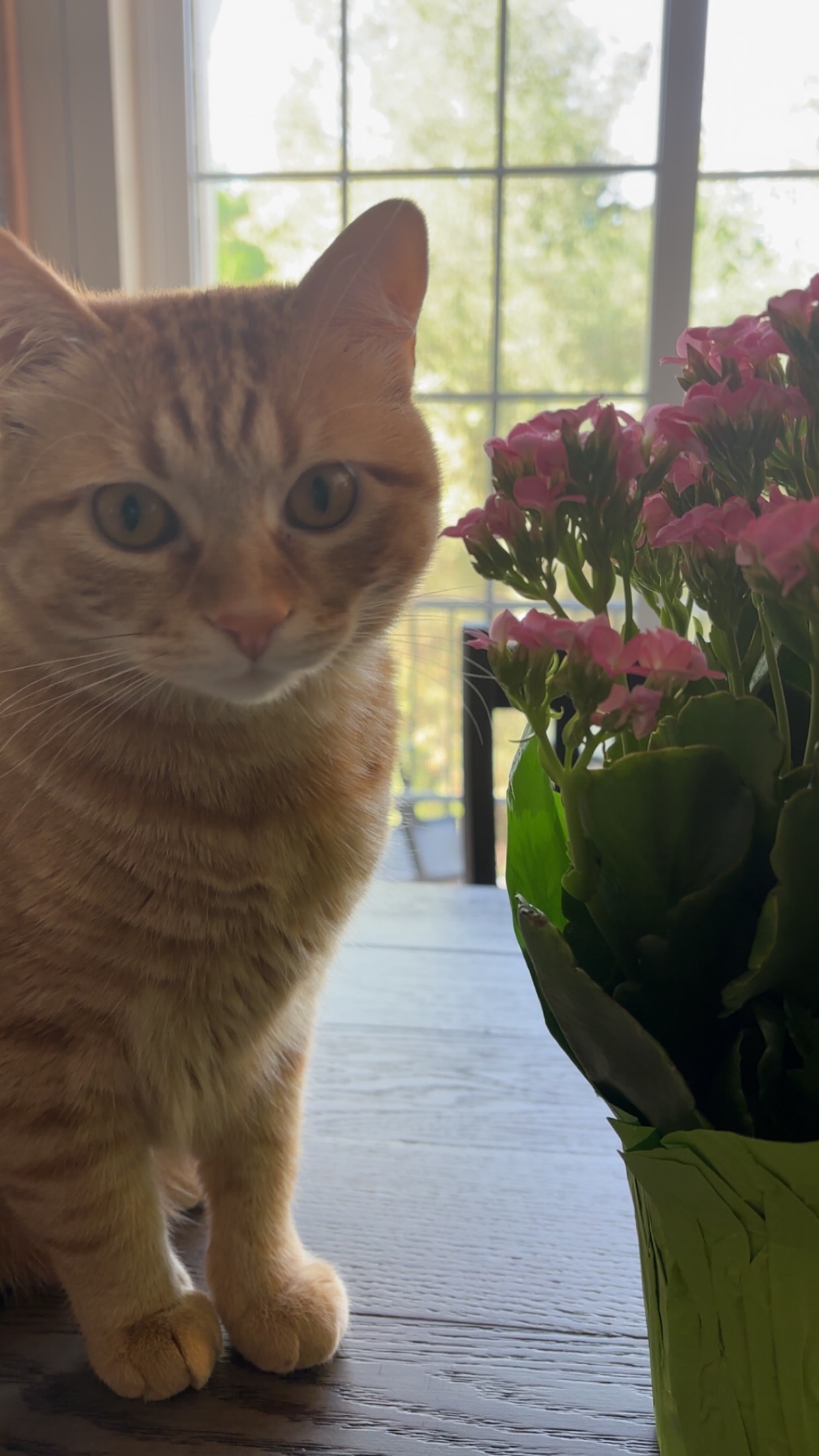 Help Save Chupete: Emergency Care for My Baby Boy campaign photo, 4 of 7