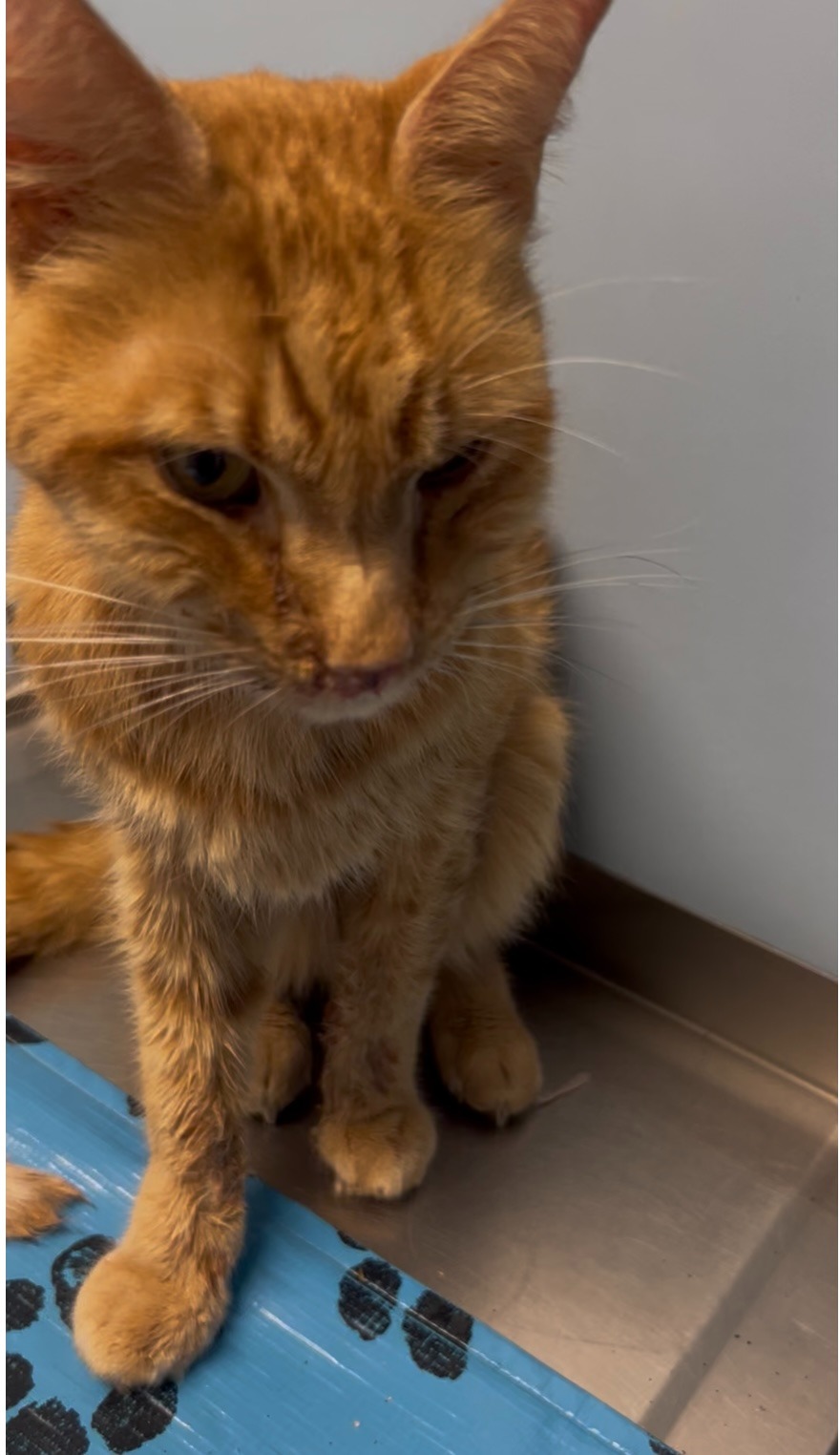 Help Maple Fight for His Life campaign photo, 7 of 8