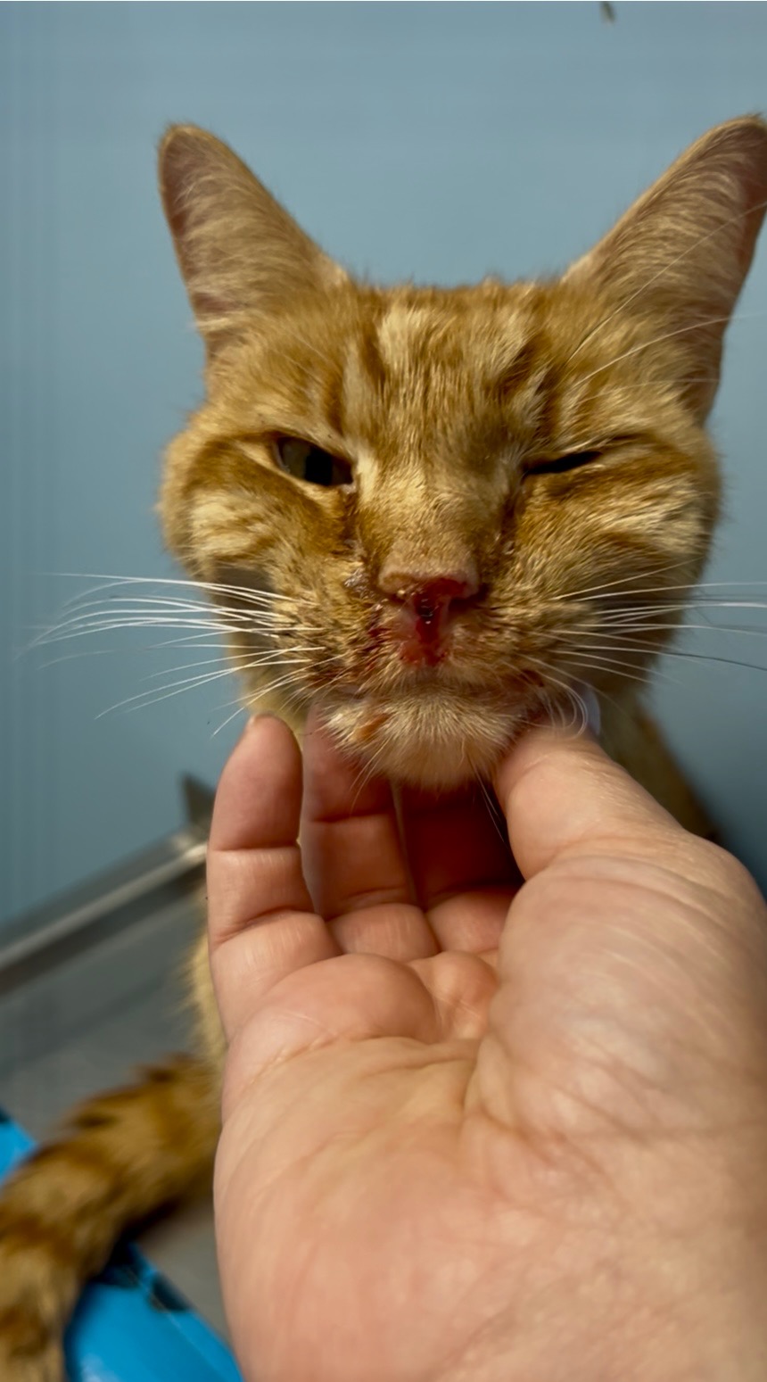 Help Maple Fight for His Life campaign photo, 6 of 8