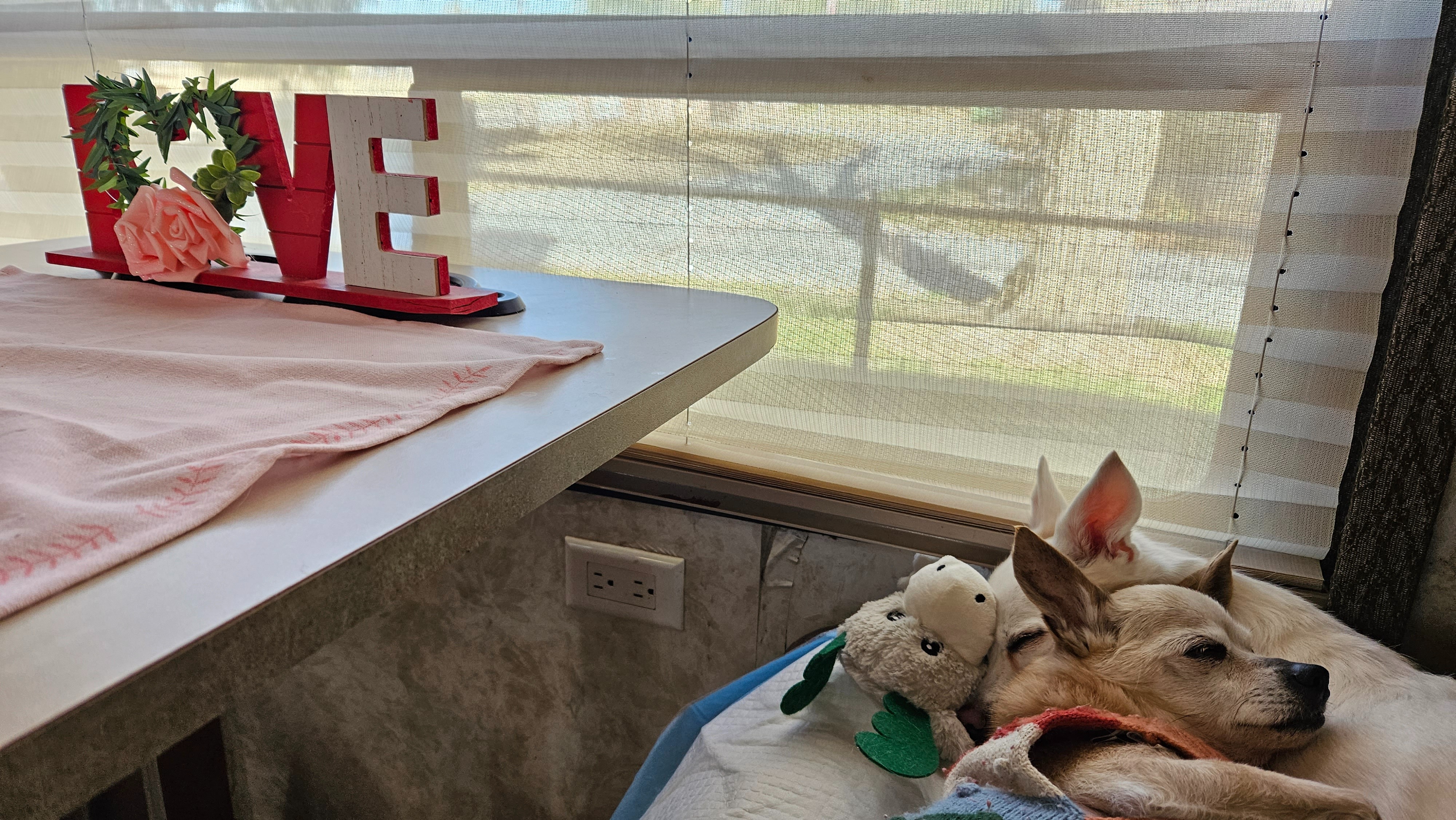 Support Jaylene's living expenses and possible move to Texas campaign photo, 2 of 5