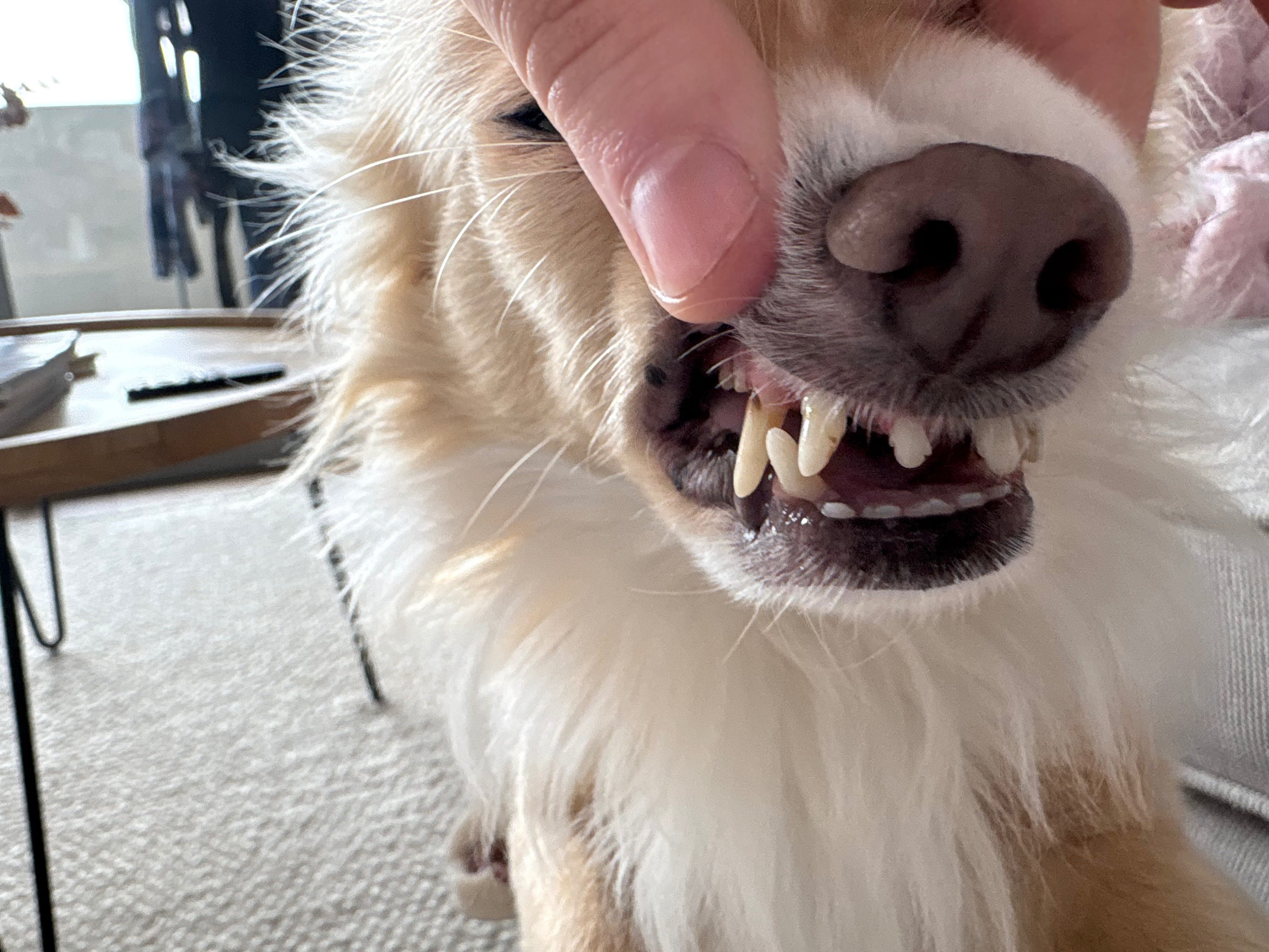 Help save Louis's teeth campaign photo, 4 of 5