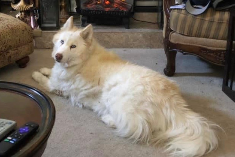 Help Ghost with Urgent Medical Care, and Urgent Car Repair campaign photo, 2 of 4