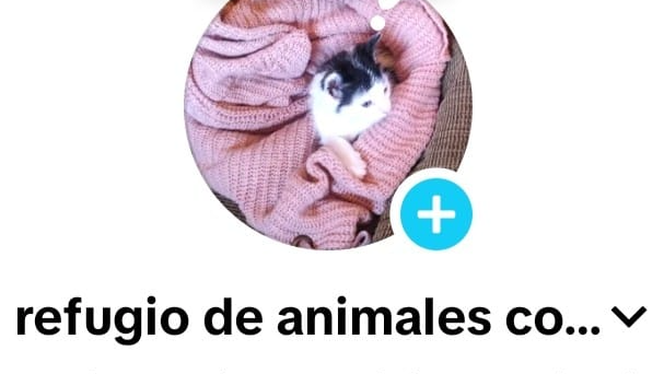 Apóyanos donando para esterilización croquetas photo
