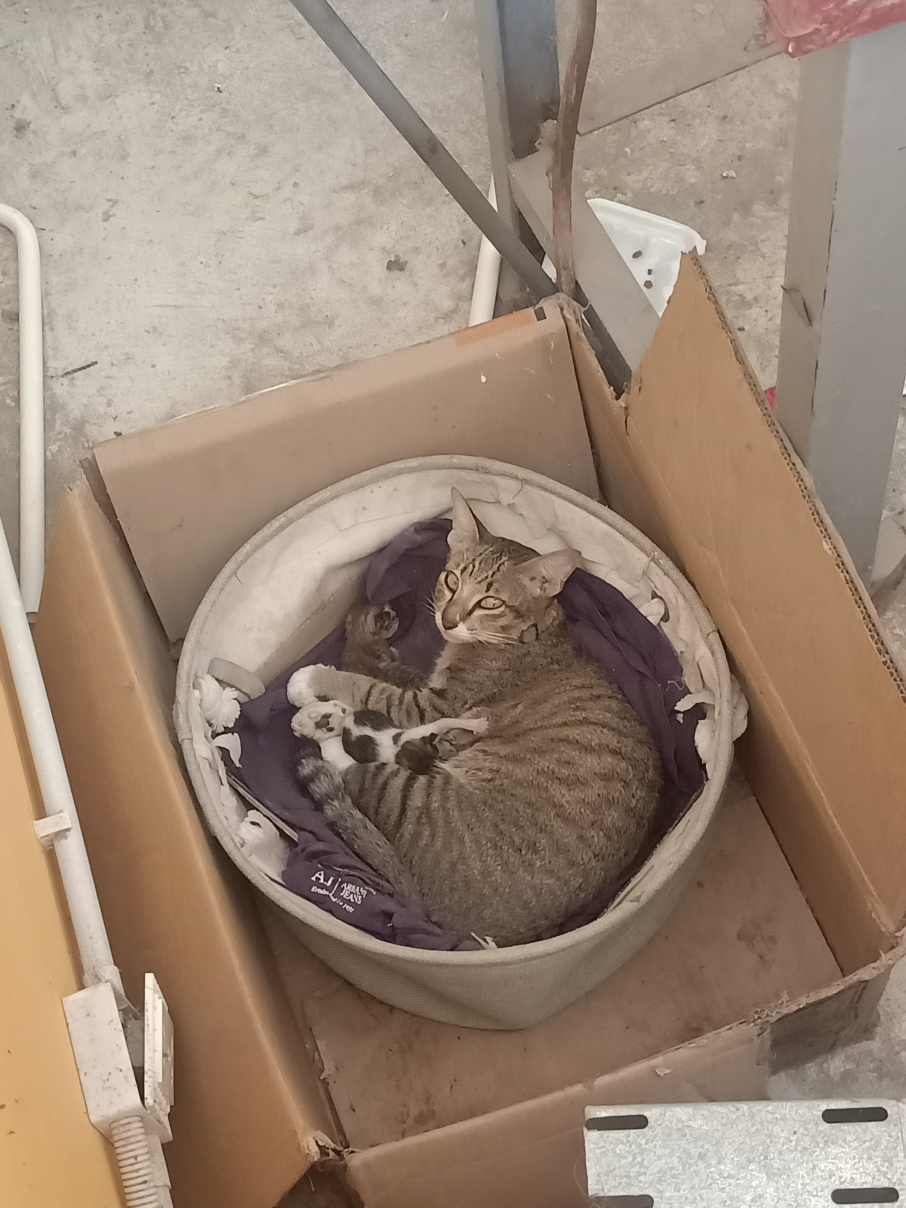 The Stays Cats Need Help. campaign photo, 7 of 8