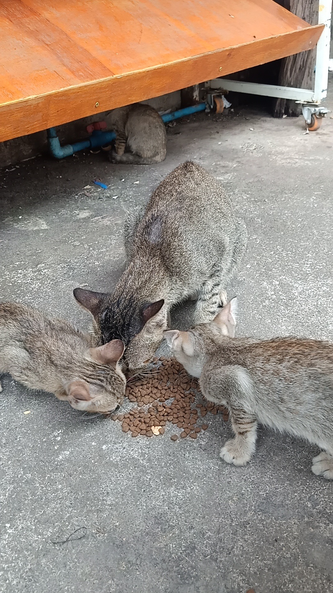The Stays Cats Need Help. campaign photo, 2 of 8