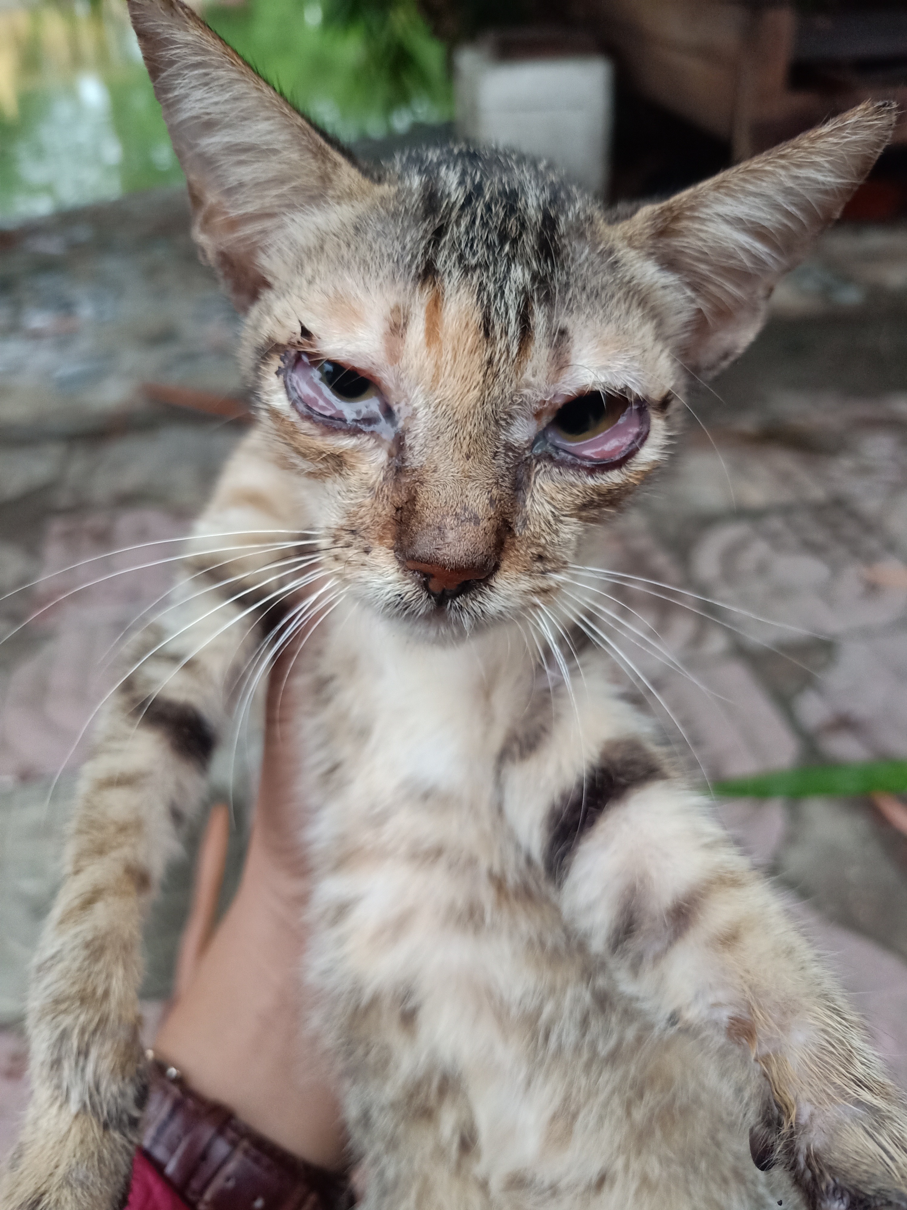 The Stays Cats Need Help. campaign photo, 5 of 8