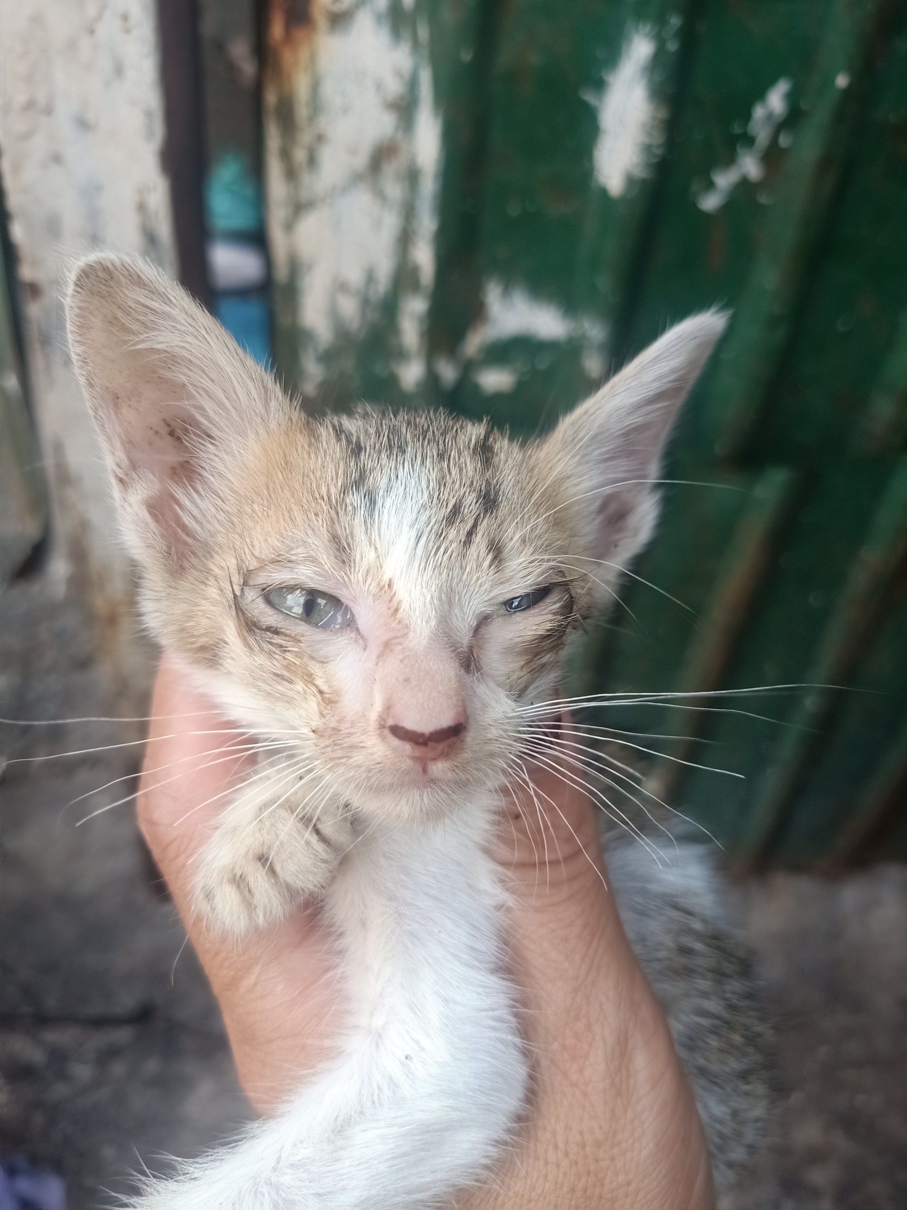 The Stays Cats Need Help. campaign photo, 6 of 8