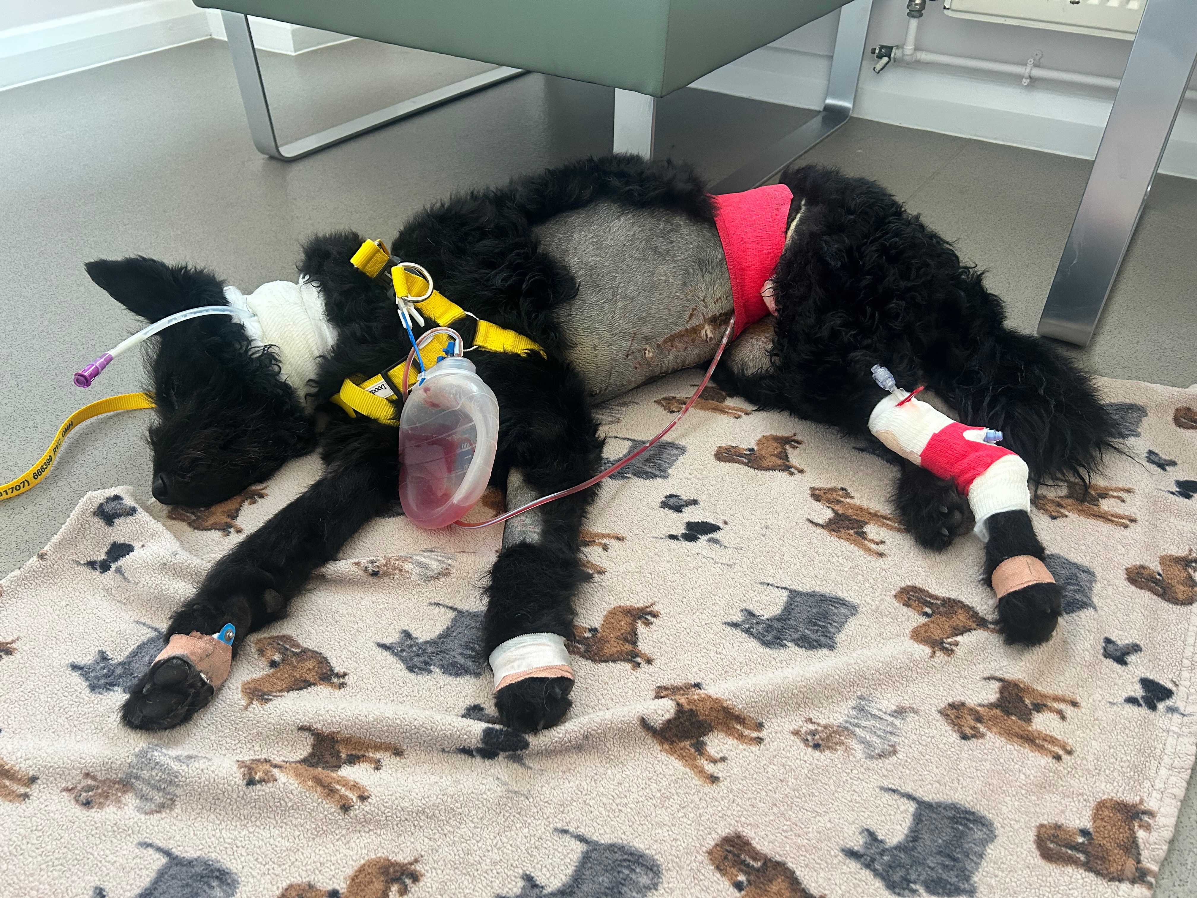 Please help us save this brave girl campaign photo, 5 of 7