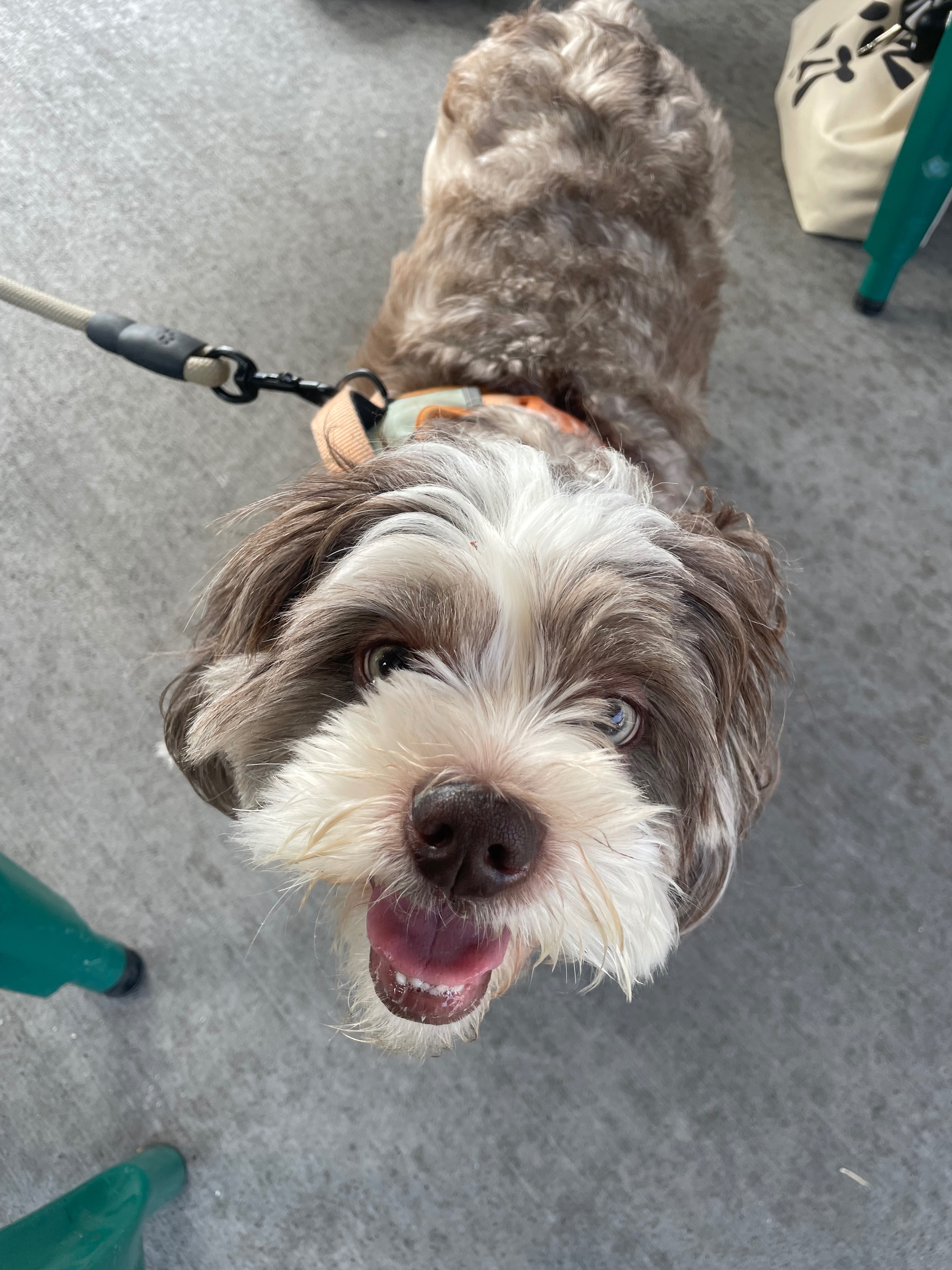 Help Oliver Walk Again: Support His Surgery campaign photo, 2 of 4