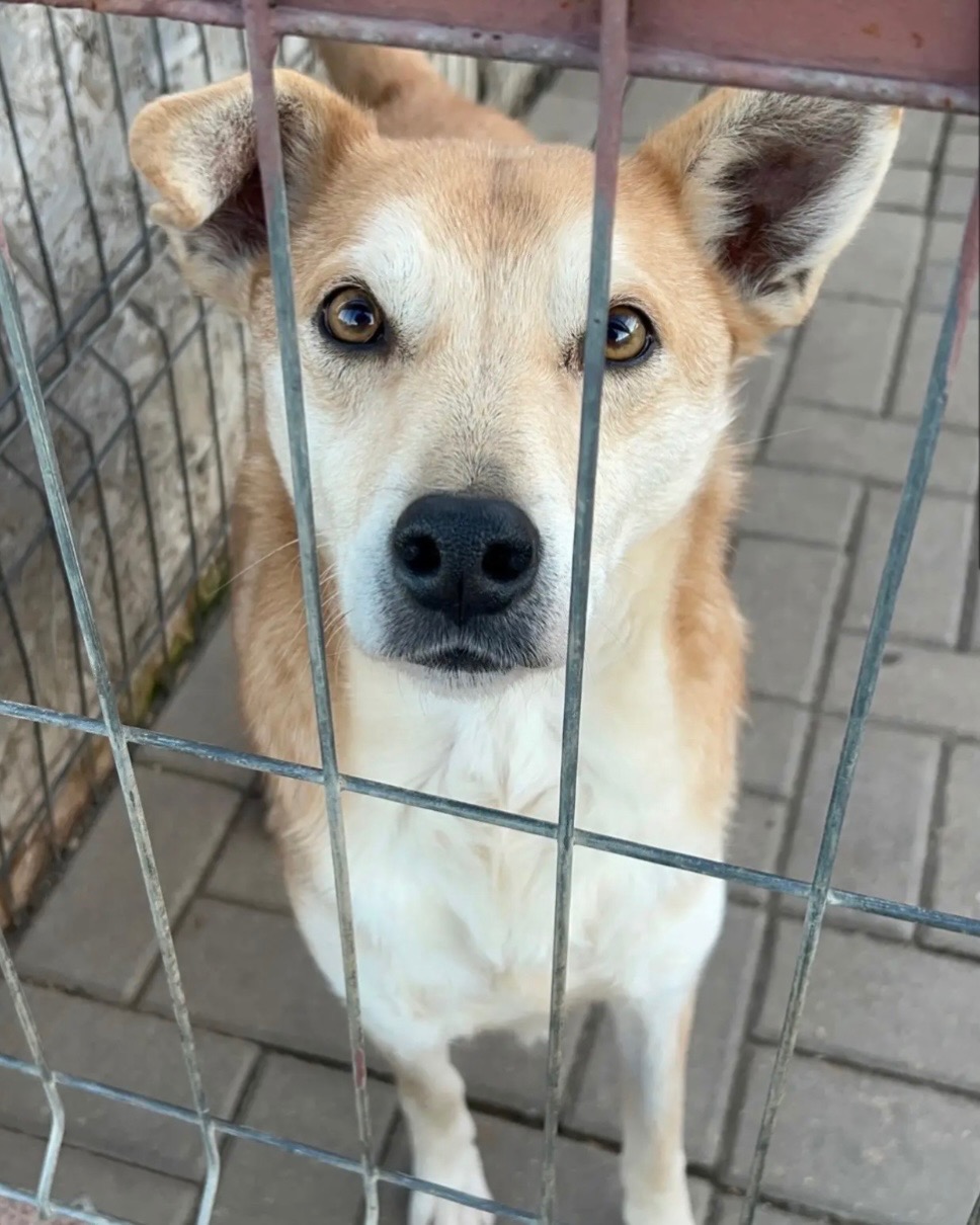 Kampagnen-Foto für Spenden für die Fellnasen des Afumati Tierheims, 2 von 7