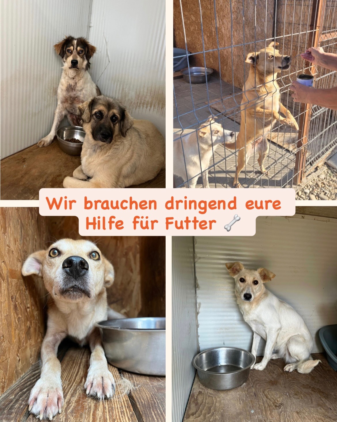 Kampagnen-Foto für Spenden für die Fellnasen des Afumati Tierheims, 4 von 7