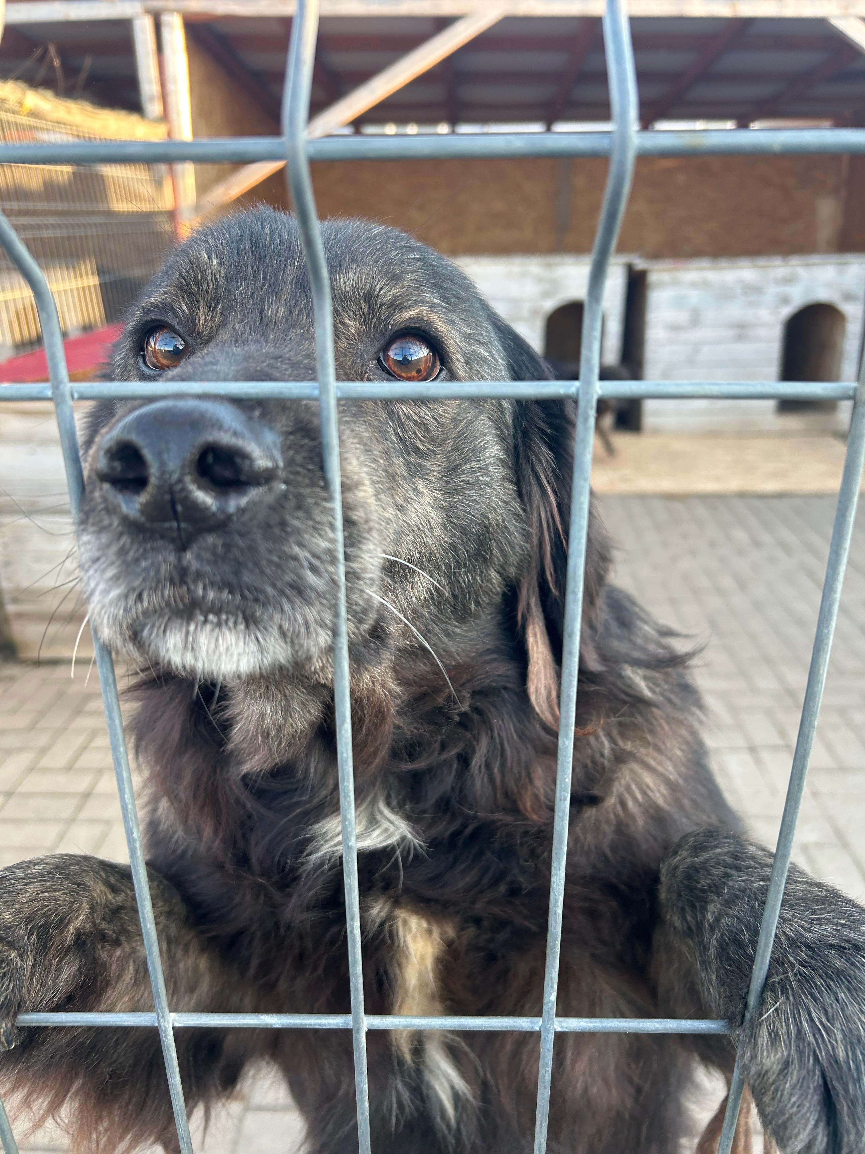 Kampagnen-Foto für Spenden für die Fellnasen des Afumati Tierheims, 5 von 7