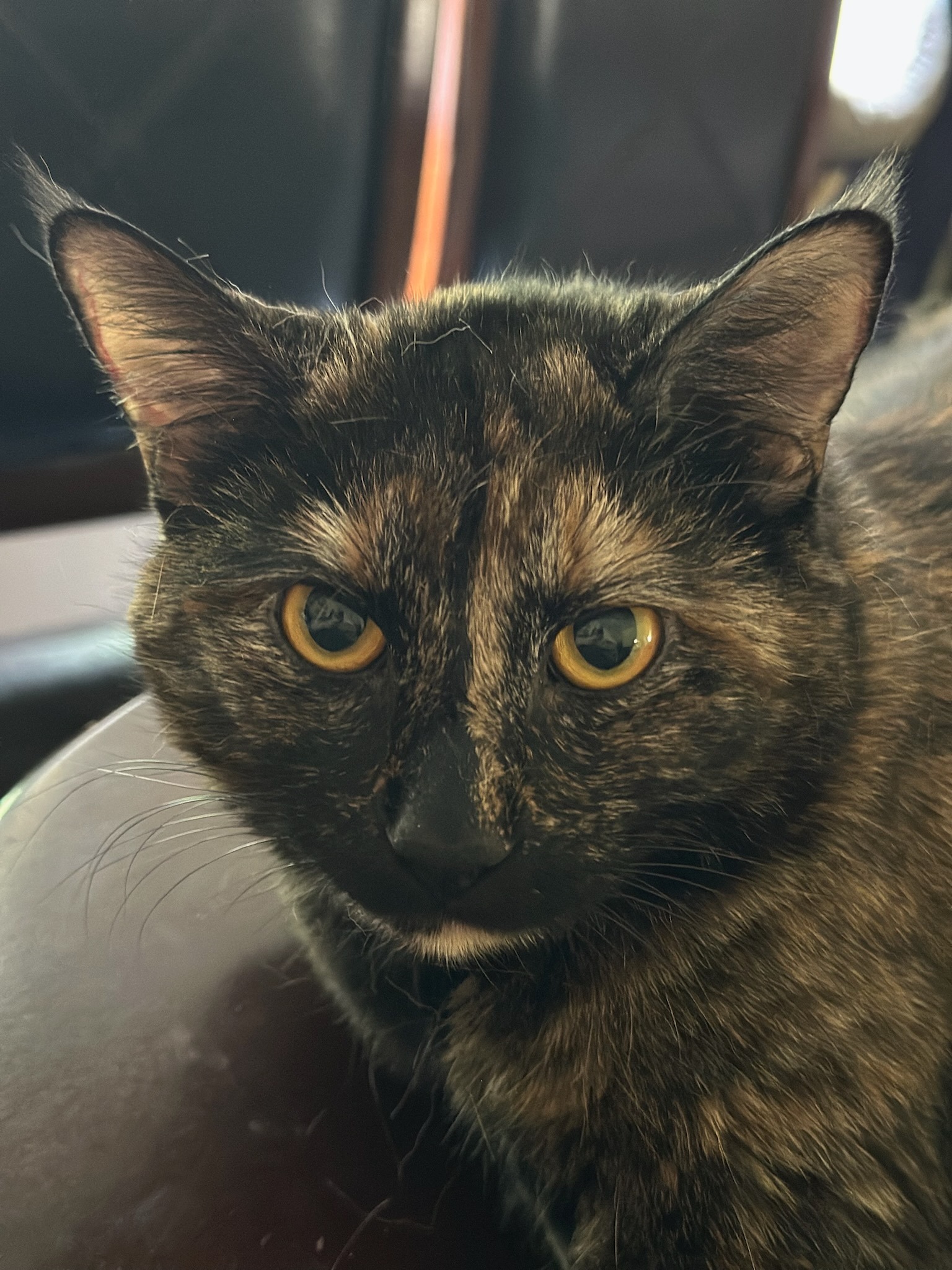 Help Sabrina Walk Again: Support Her Recovery campaign photo, 5 of 8