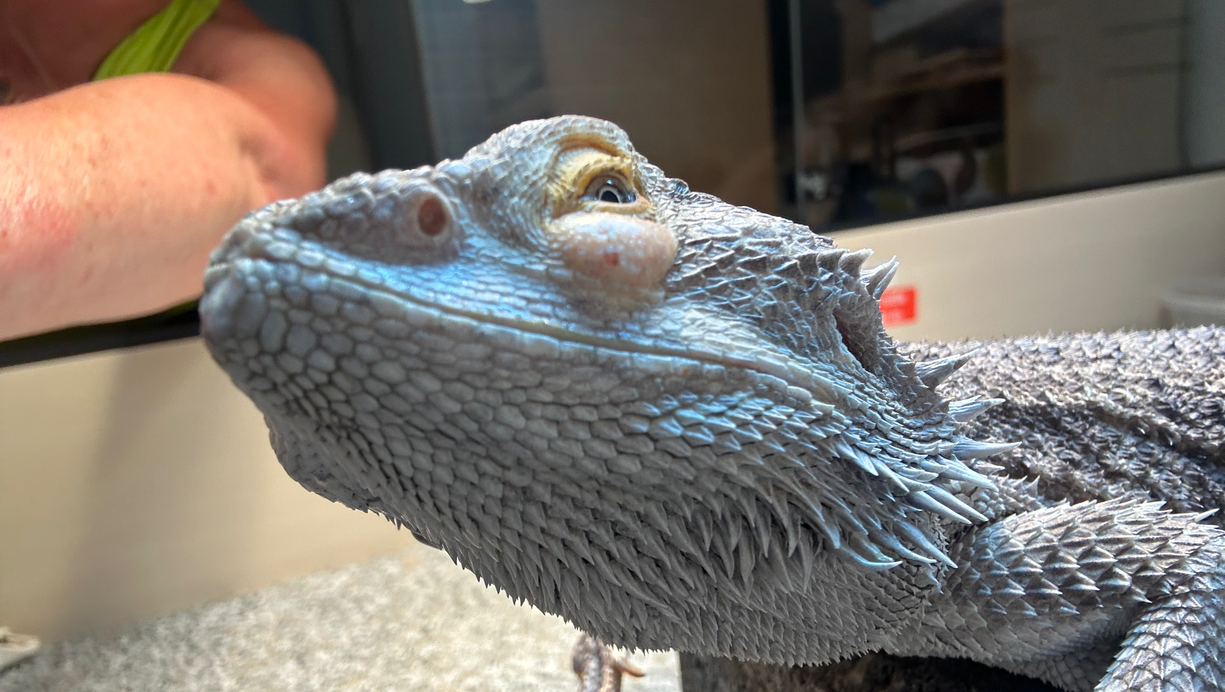 Help Phoebe the Rescued Bearded Dragon photo