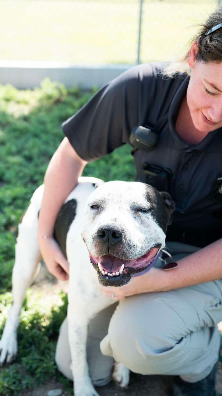 Help Harvey Walk Again: Urgent Vet Care Needed campaign photo, 7 of 8