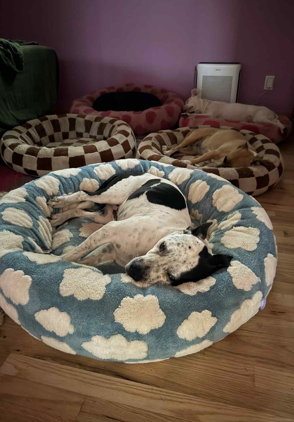 Help Harvey Walk Again: Urgent Vet Care Needed campaign photo, 2 of 8