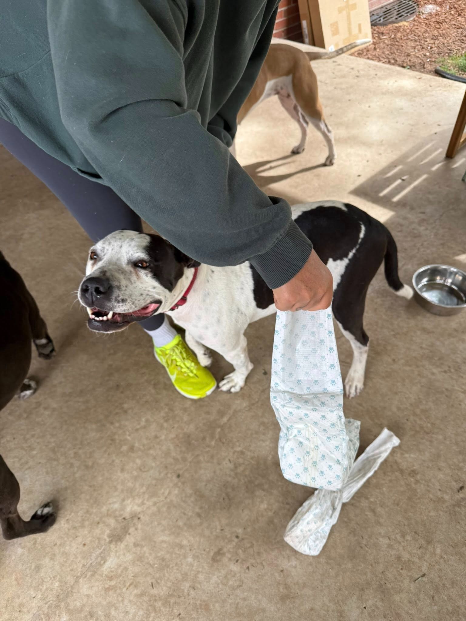 Help Harvey Walk Again: Urgent Vet Care Needed campaign photo, 4 of 8