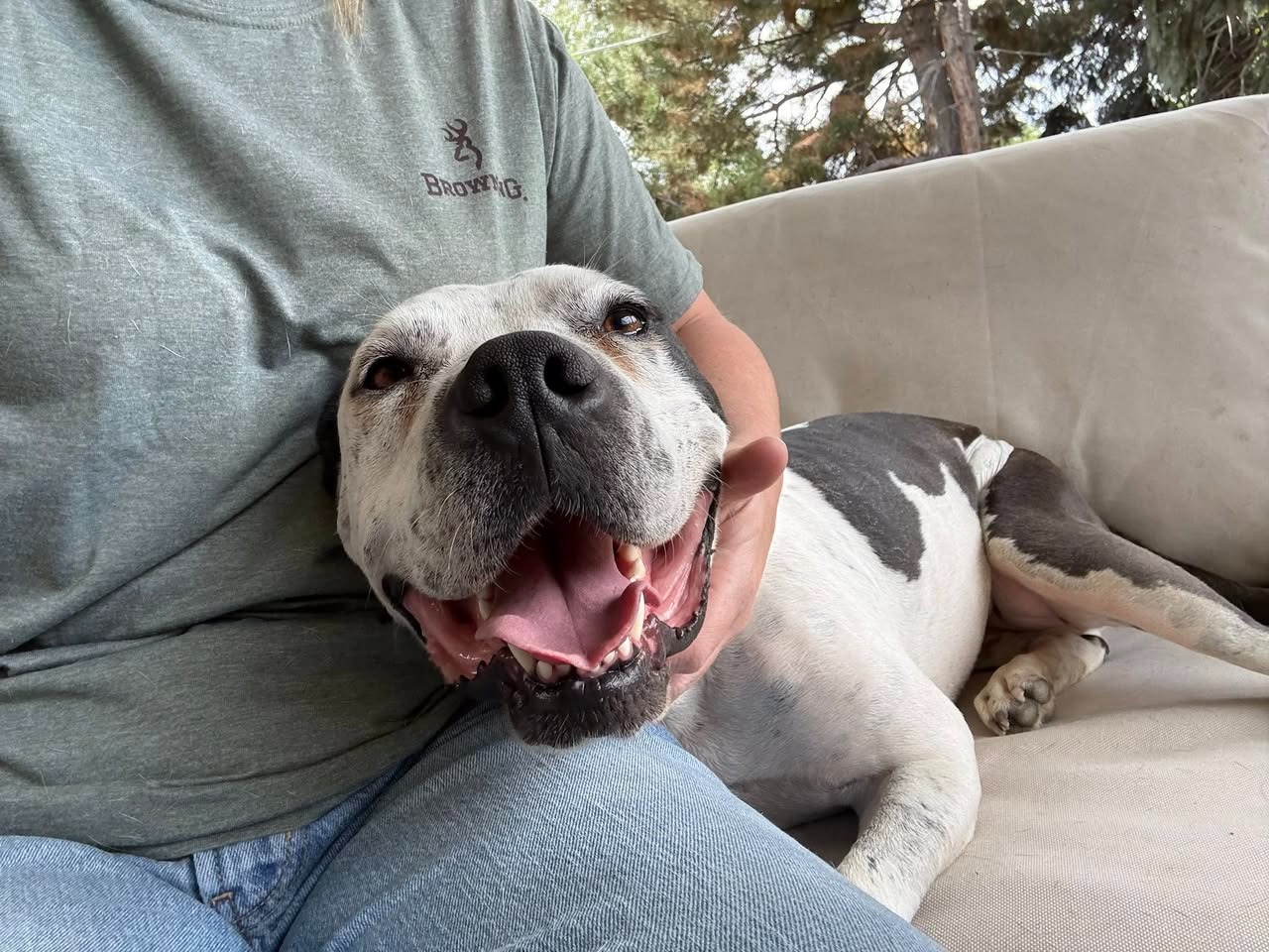 Help Harvey Walk Again: Urgent Vet Care Needed campaign photo, 5 of 8