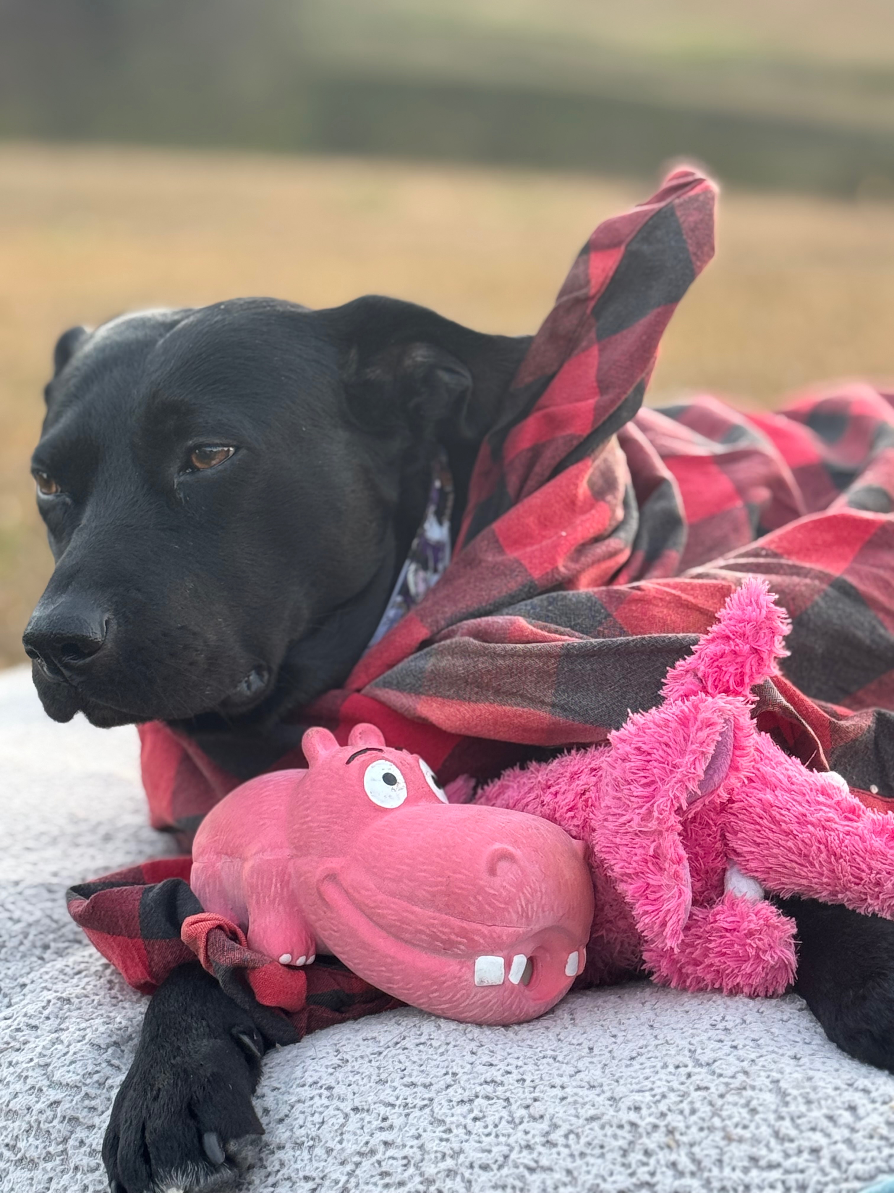Help Luna Recover from Life-Saving Surgery campaign photo, 7 of 8