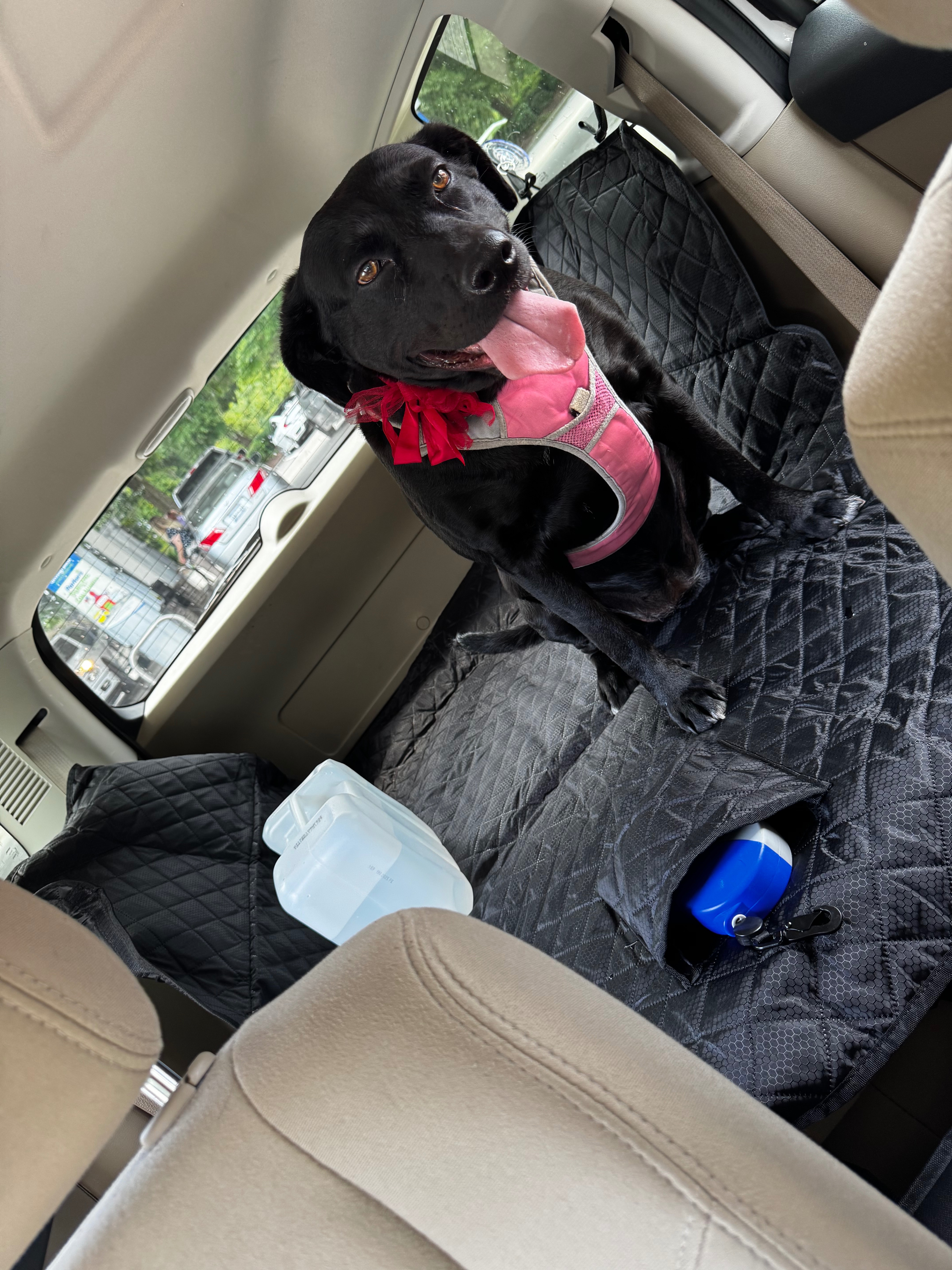 Help Luna Recover from Life-Saving Surgery campaign photo, 2 of 8